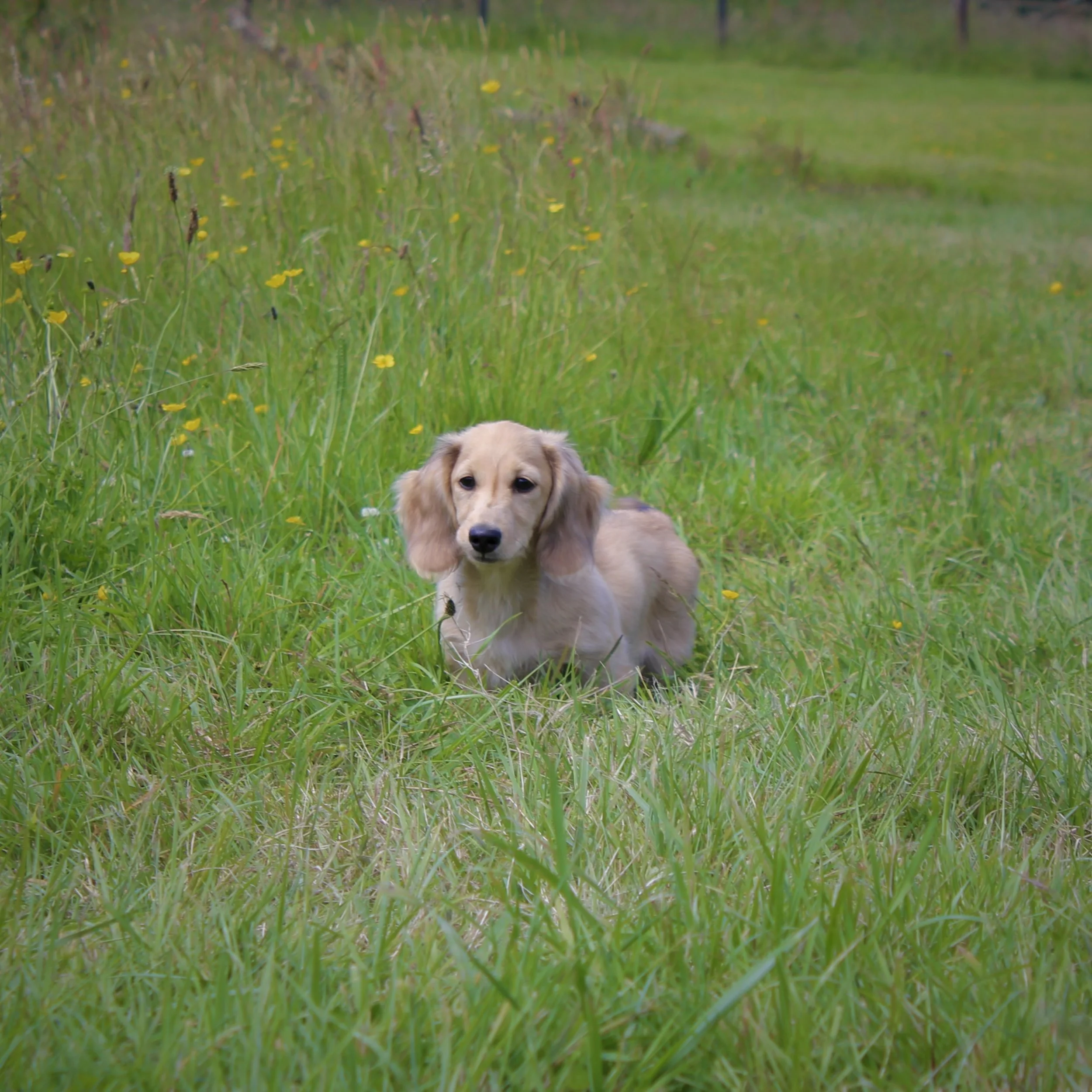 A small, light-colored dog with long floppy ears, sitting on a grassy field with yellow wildflowers.