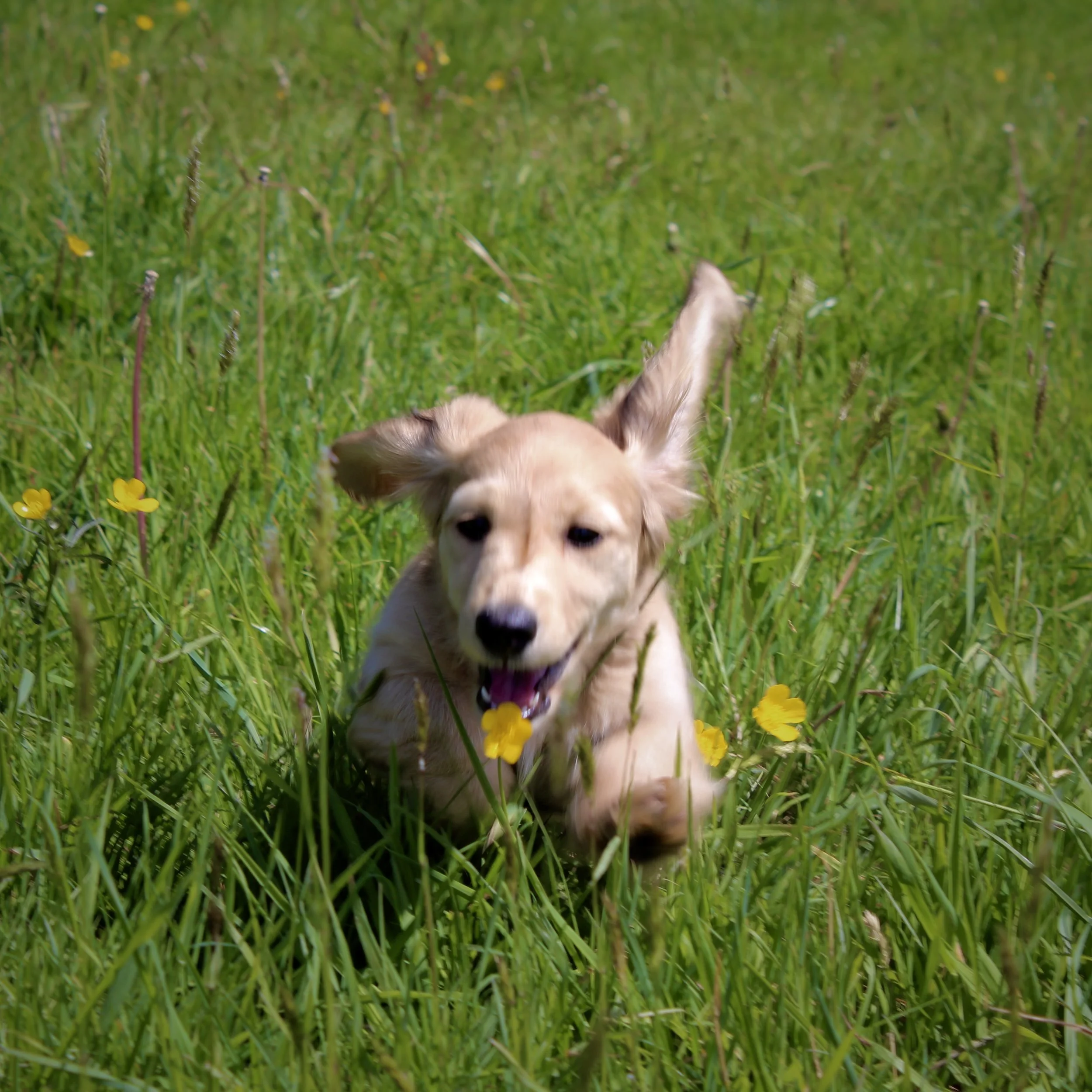 A puppy running through green grass with yellow flowers.