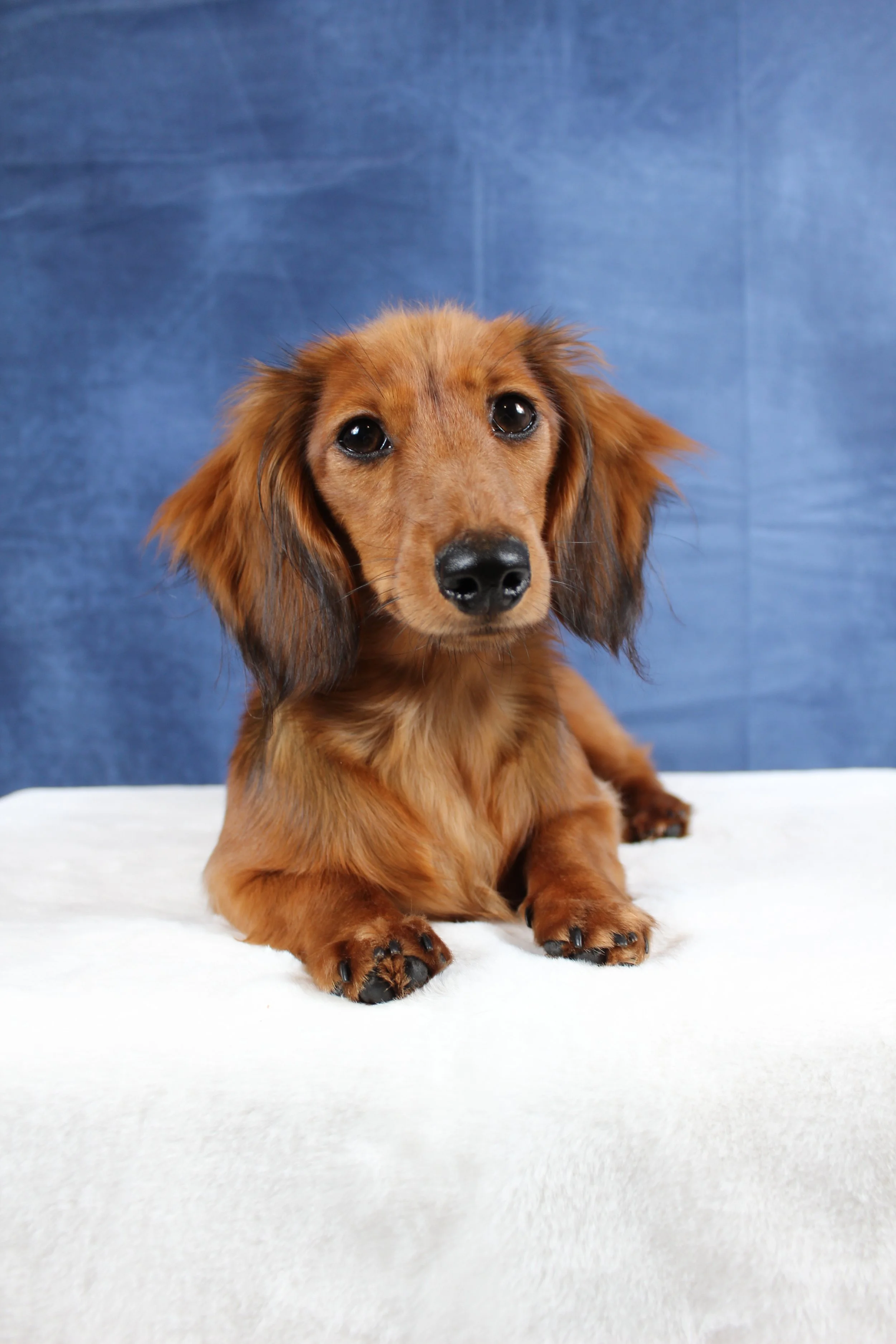 A cute long-haired Dachshund puppy with a golden-brown coat, sitting on a white surface against a blue background, looking directly at the camera.