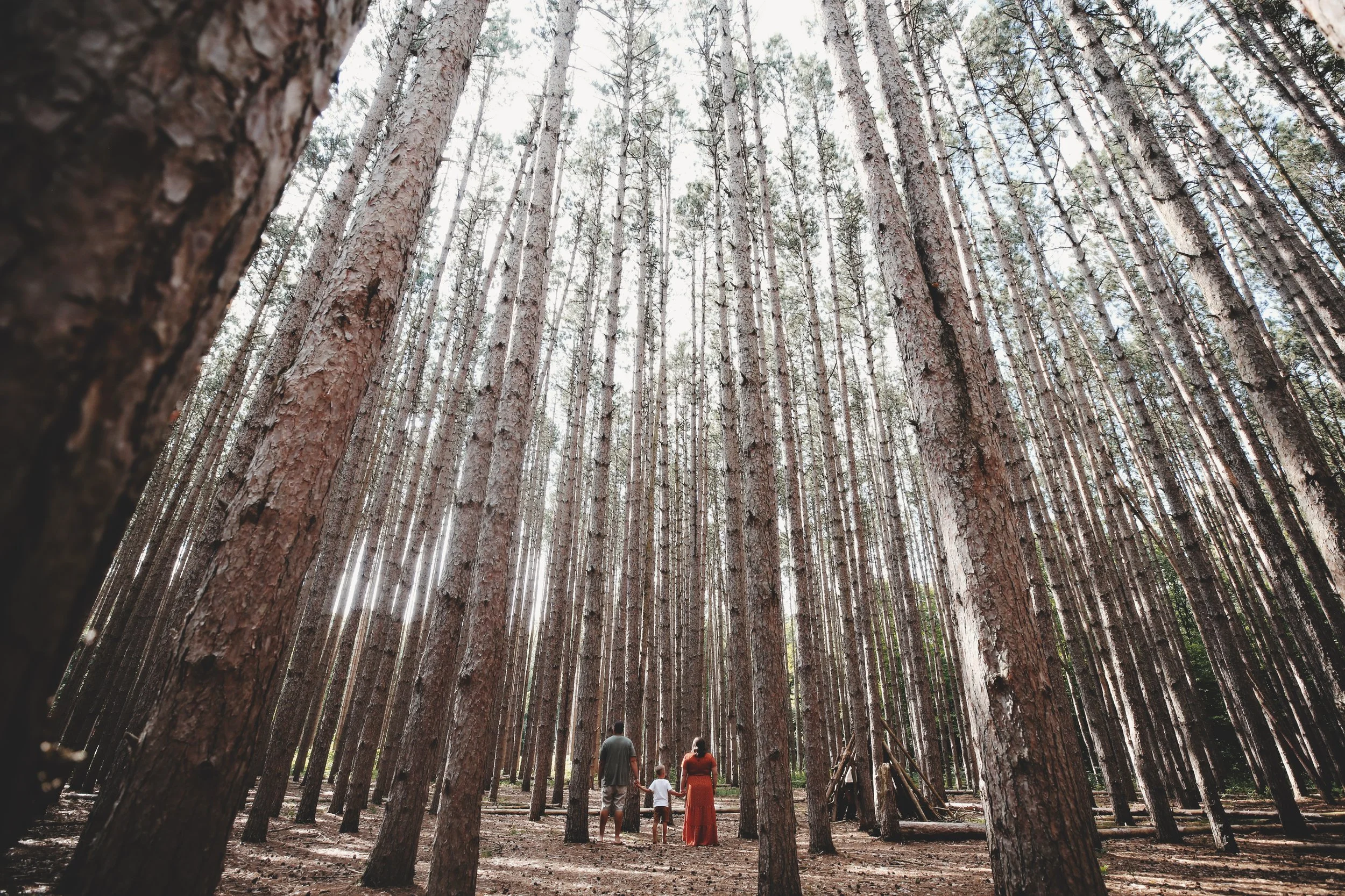 A family of three holding hands, standing and walking through a dense forest of tall, thin pine trees with a clear sky overhead.