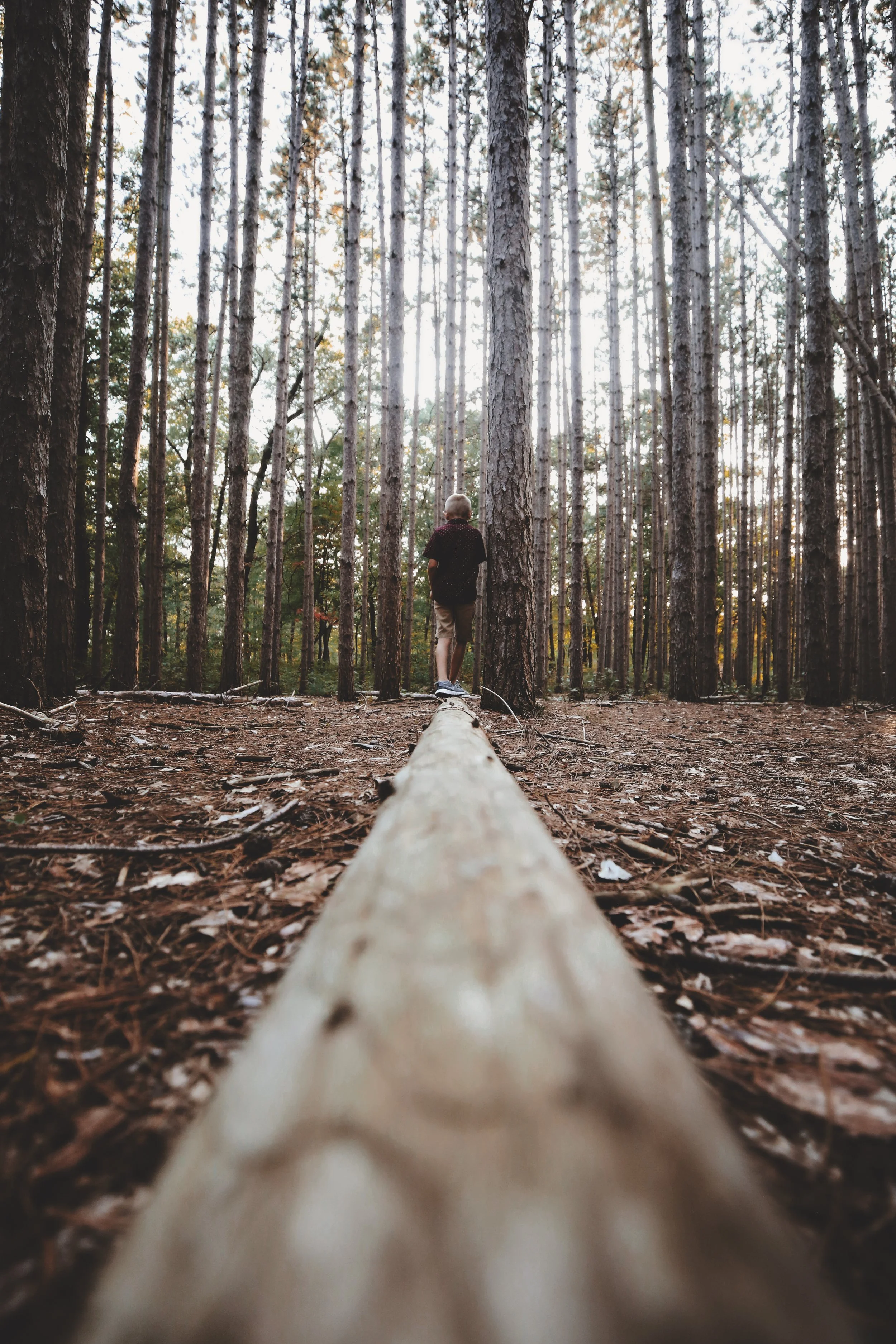 A person walking on a fallen log through a dense forest of tall pine trees.