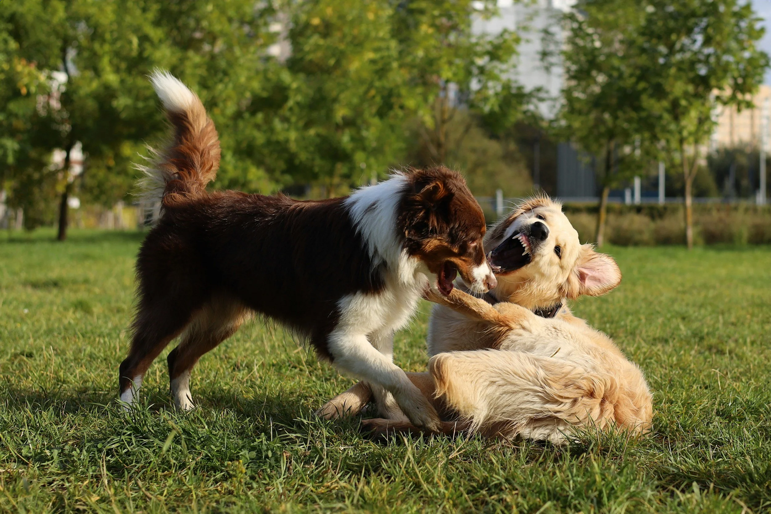 Two dogs, a puppy and an adult, playing and wrestling on green grass in a park with trees and buildings in the background.