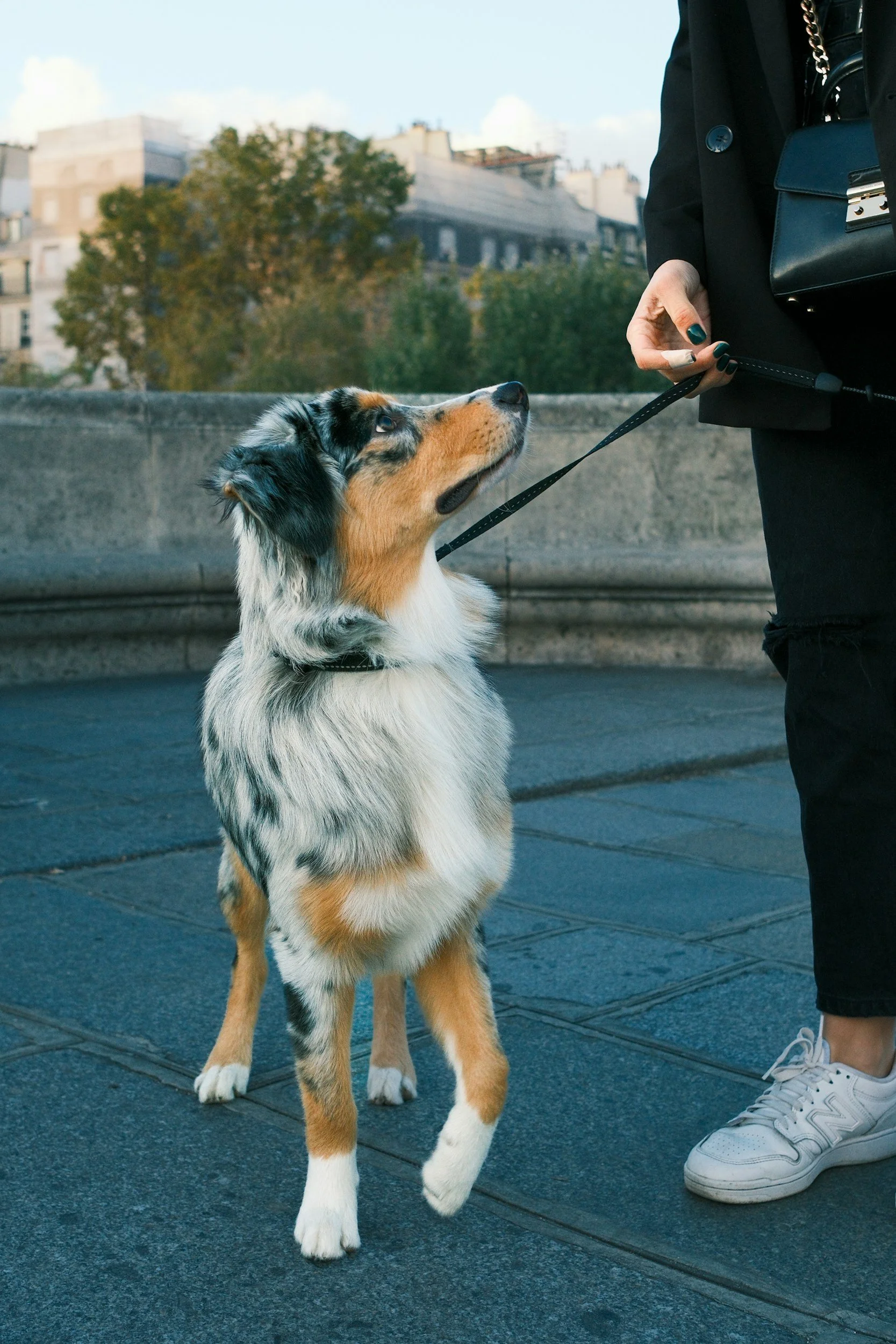 Australian Shepherd dog on a leash looking up at a person holding the leash, standing on a city sidewalk with a stone railing and buildings in the background.