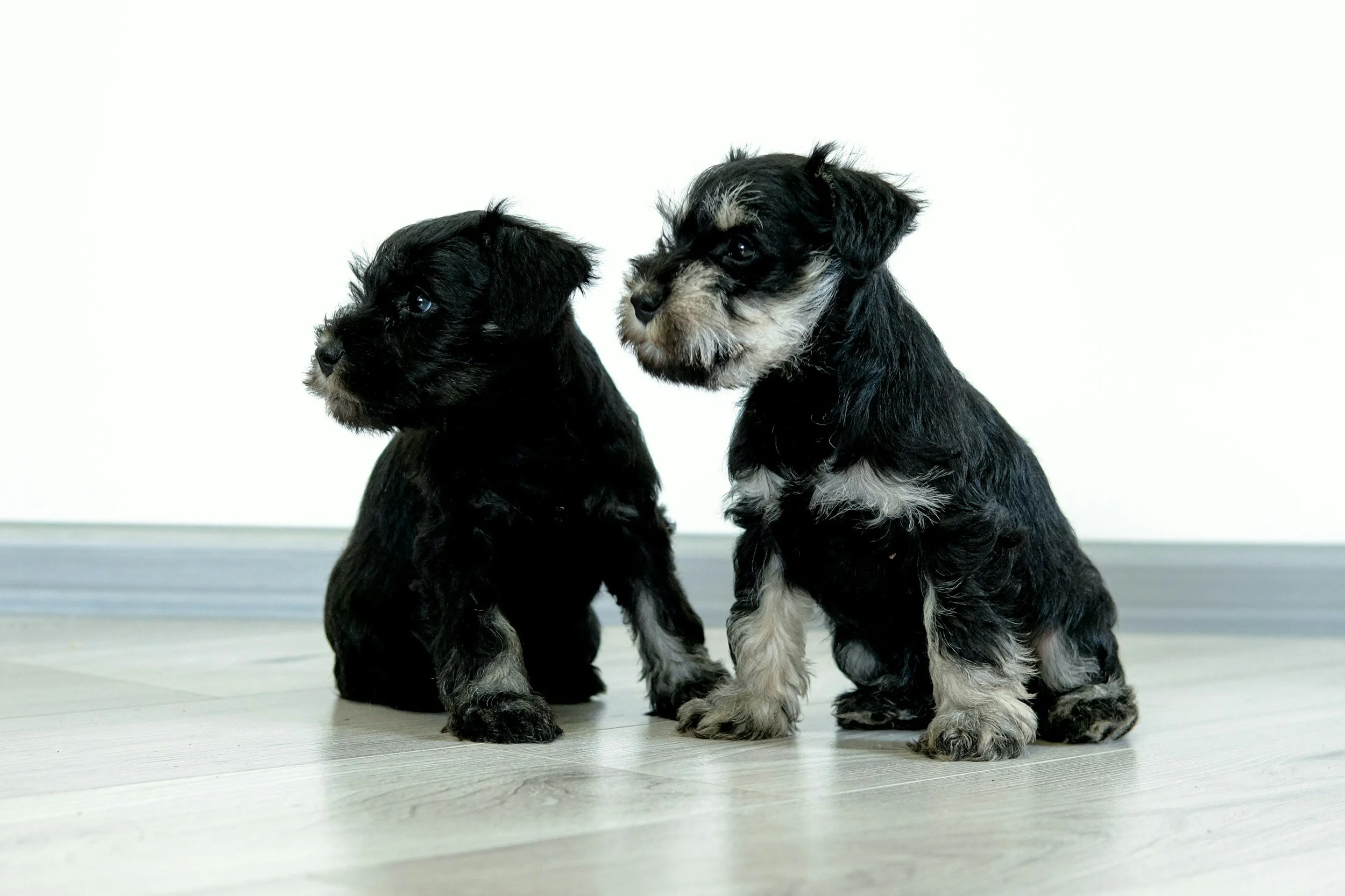 Two adorable black and gray puppies sitting on a light-colored wooden floor against a plain white background.