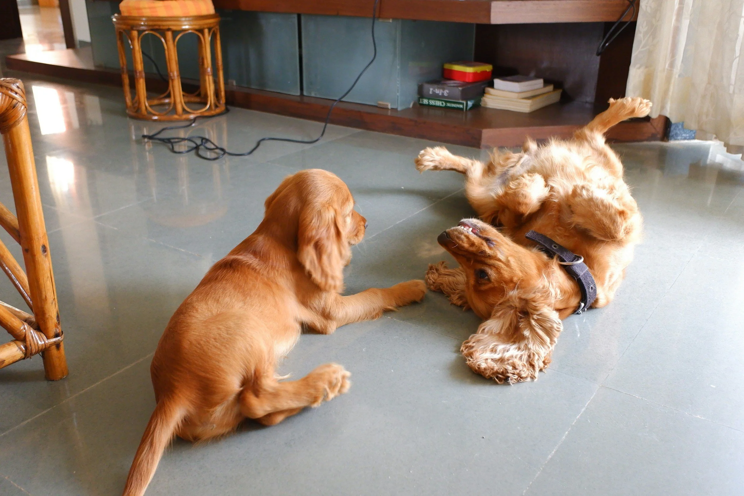 Two golden retriever puppies play on a tiled floor indoors, one puppy lying on its back and the other sitting and peering at it.