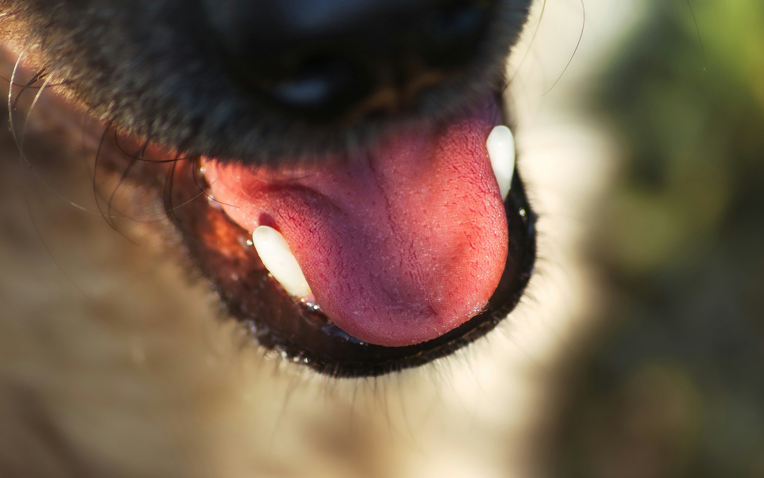Close-up of a puppy's open mouth showing its pink tongue, white teeth, and black nose.