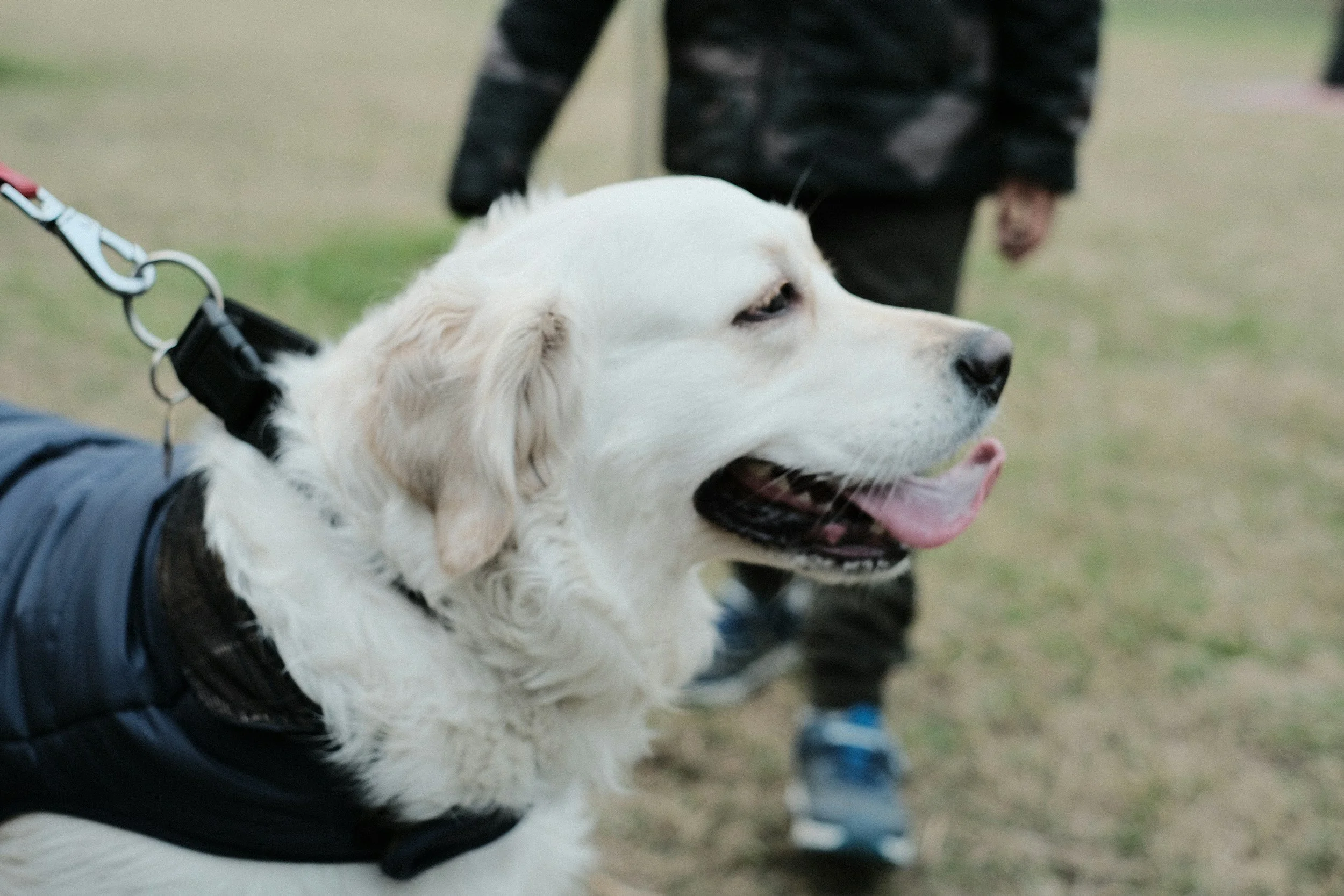 Close-up of a white retriever dog wearing a black vest, on a leash, with a person wearing a black jacket and black pants standing behind it on a grassy area.