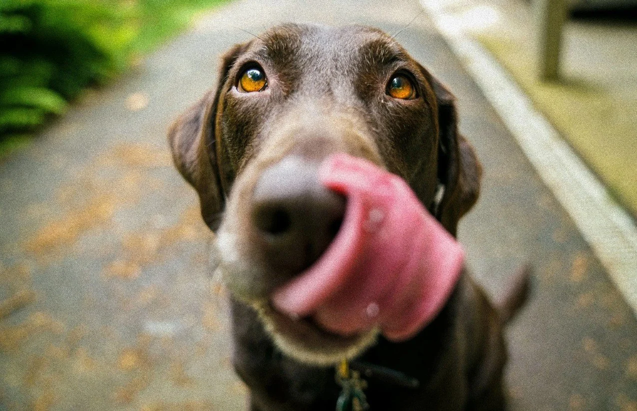 Close-up of a brown dog with amber eyes licking its nose outside on a pavement.