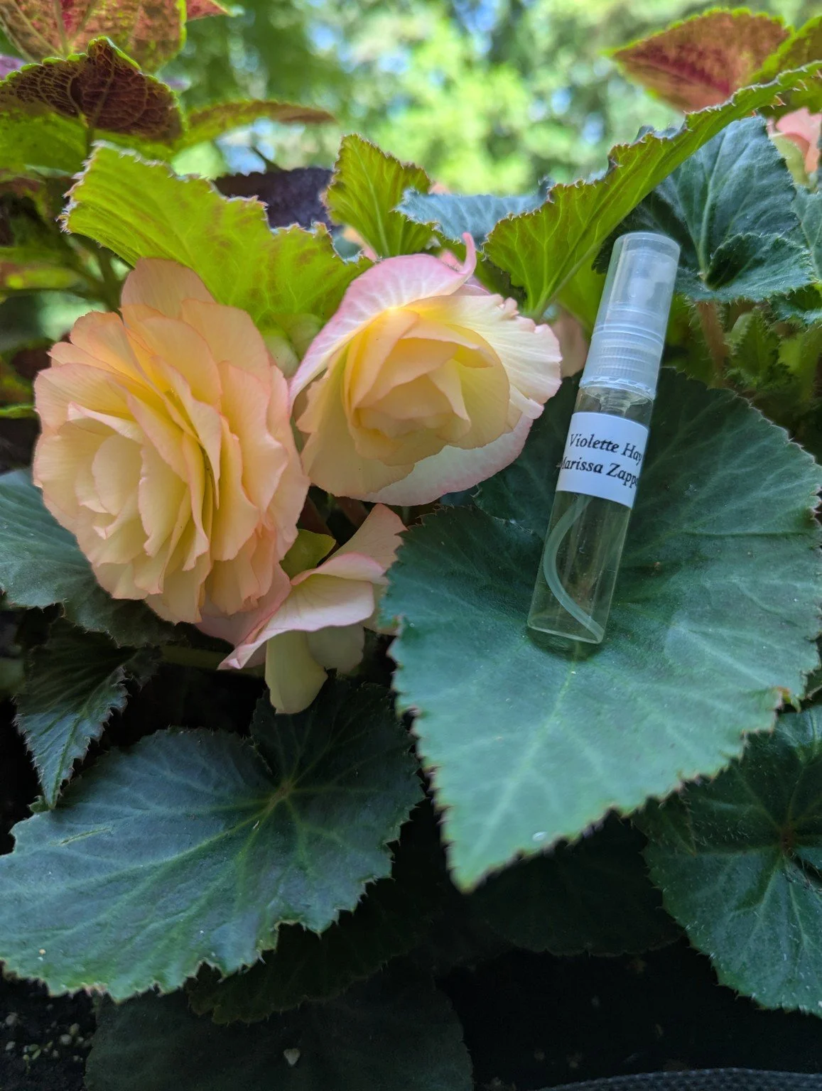 Yellowish-pink begonia flowers with green and reddish-veined leaves, and a small spray bottle with a label featuring handwritten text resting on a leaf.