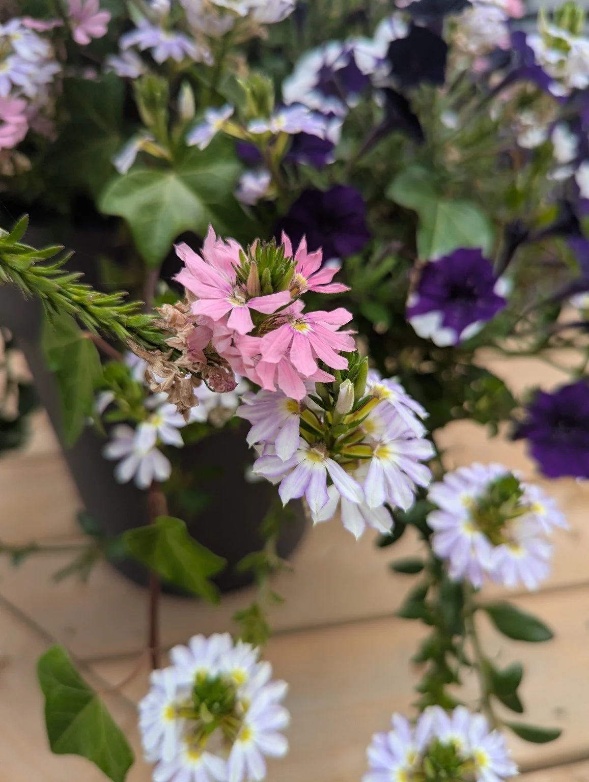 Close-up of pink, white, and purple flowers in a black pot on a wooden surface.