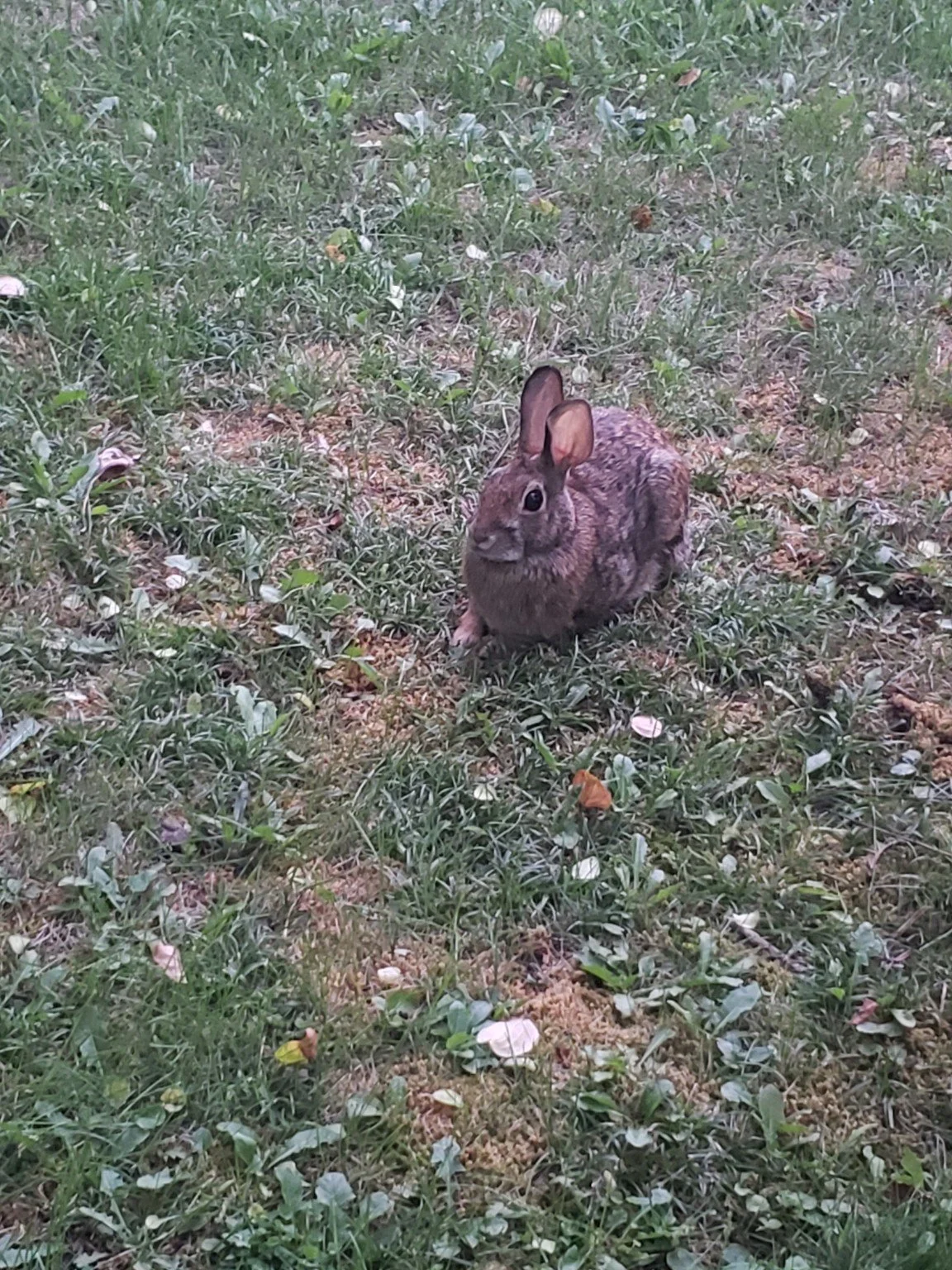 A brown rabbit sitting on a grassy patch with small plants and scattered leaves.