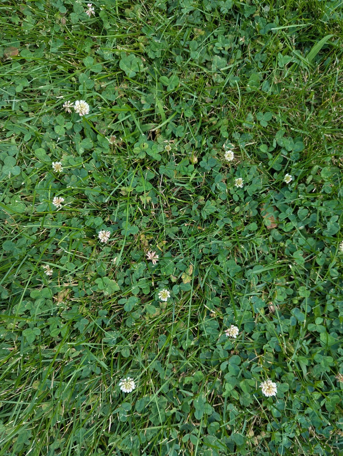 Green grass and small white flowers in a grassy area.