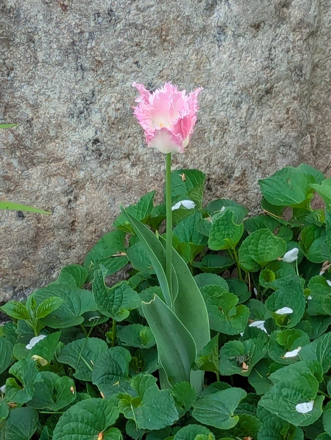 Pink fringed tulip flower growing among green leaves against a stone wall background.