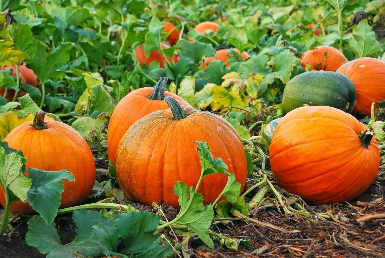 Several orange pumpkins along with a dark green pumpkin in a pumpkin patch with green leaves and stems on soil ground.