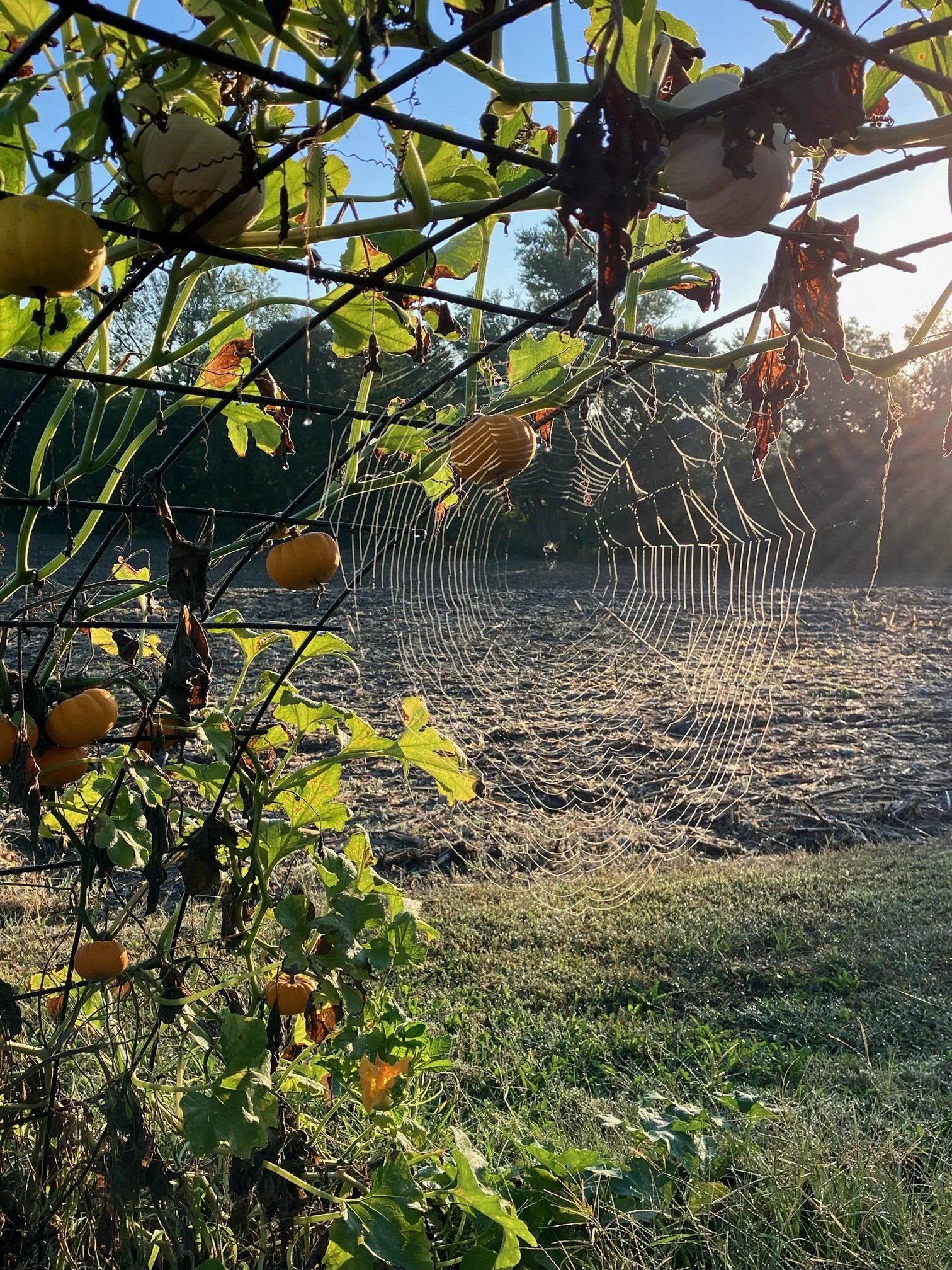 A pumpkin patch with orange pumpkins growing among green leaves and vines, with a spider web visible in the foreground, backlit by the setting sun in the late afternoon or early evening.