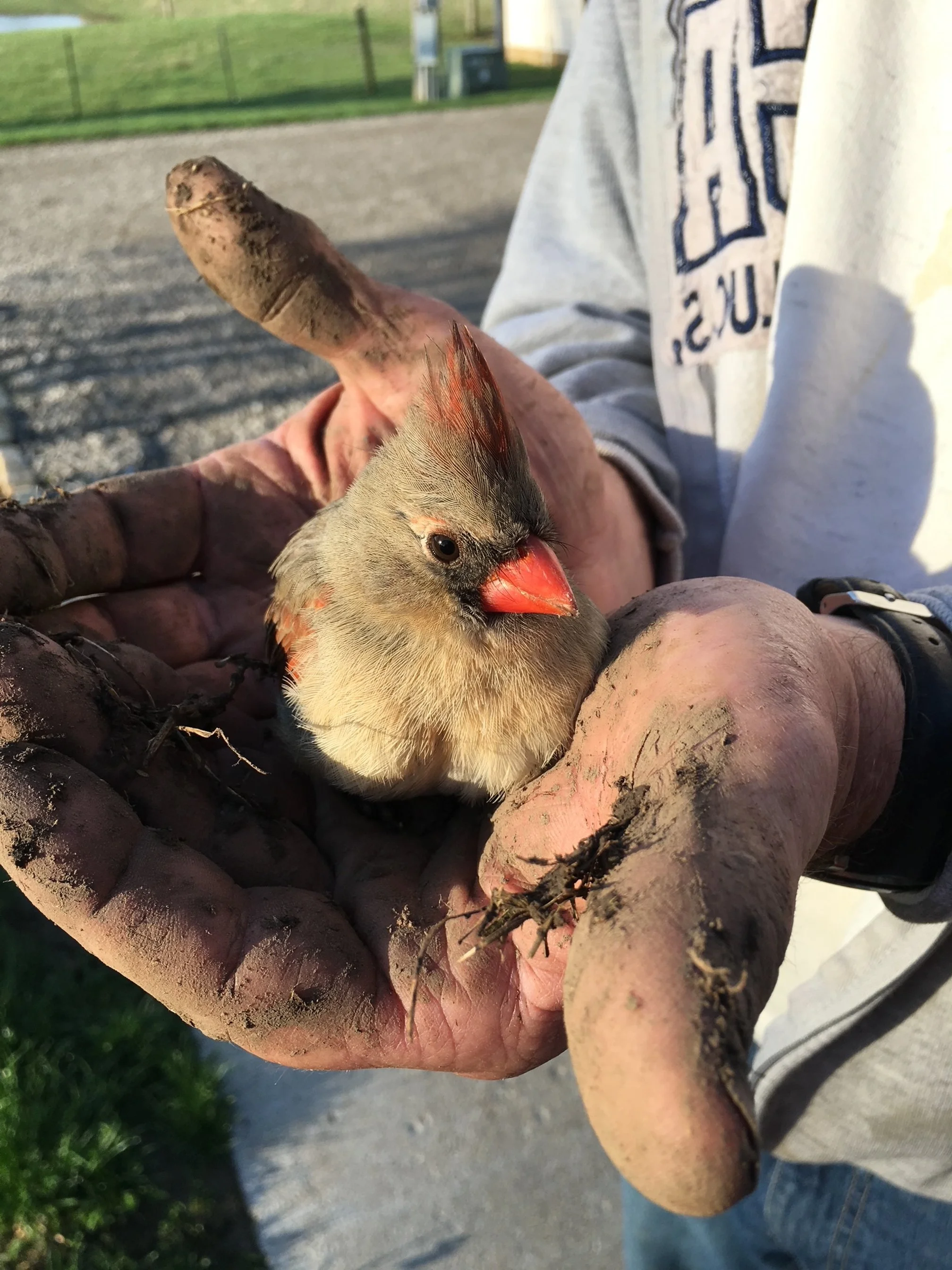 A person holding a small, dirty, and muddy bird with messy feathers and an orange beak. The person's hands are muddy, and they are wearing a gray sweatshirt with partially visible blue lettering. Background includes a grassy field, a fence, and a gravel path.