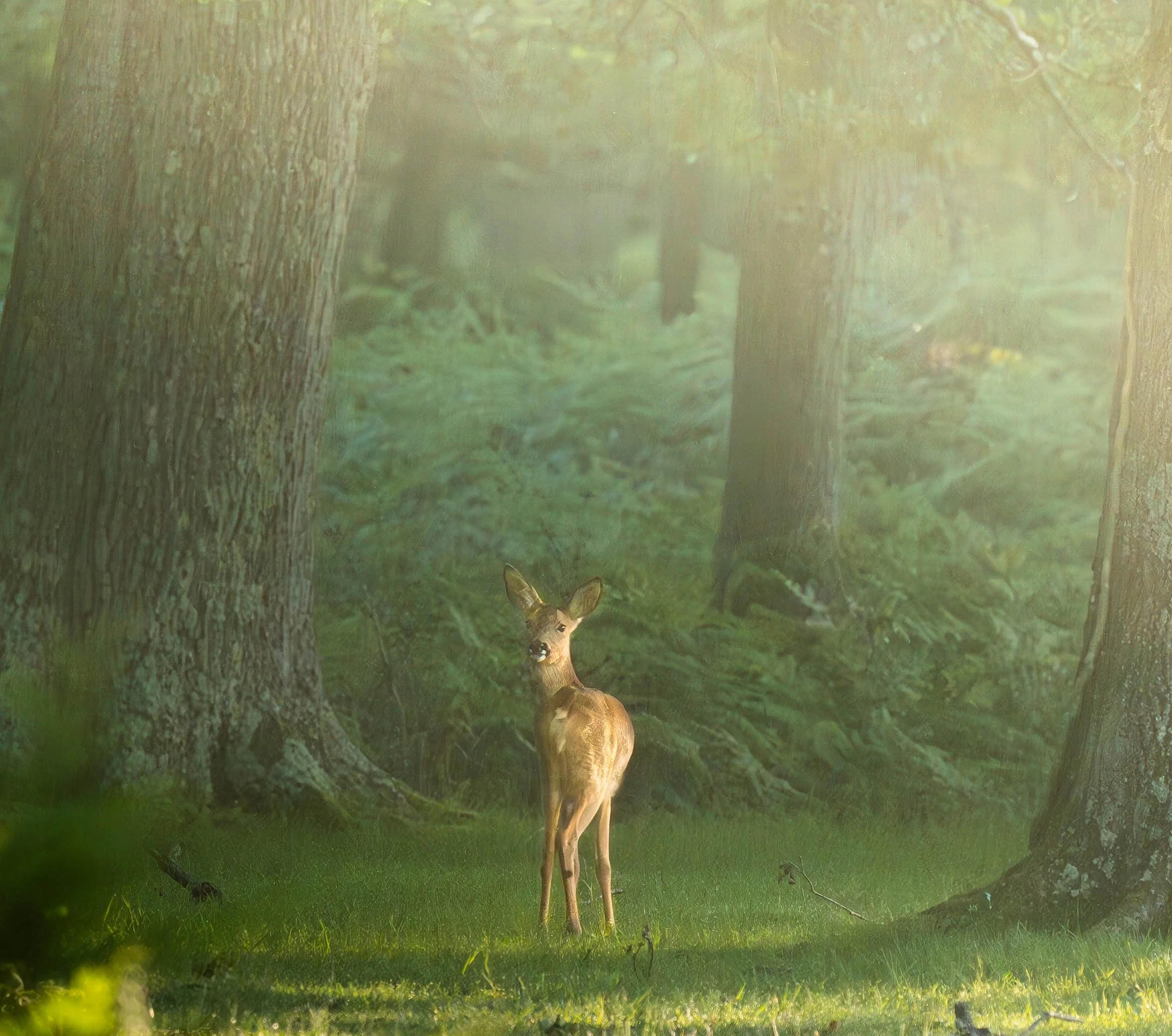 New forrest deer.jpg