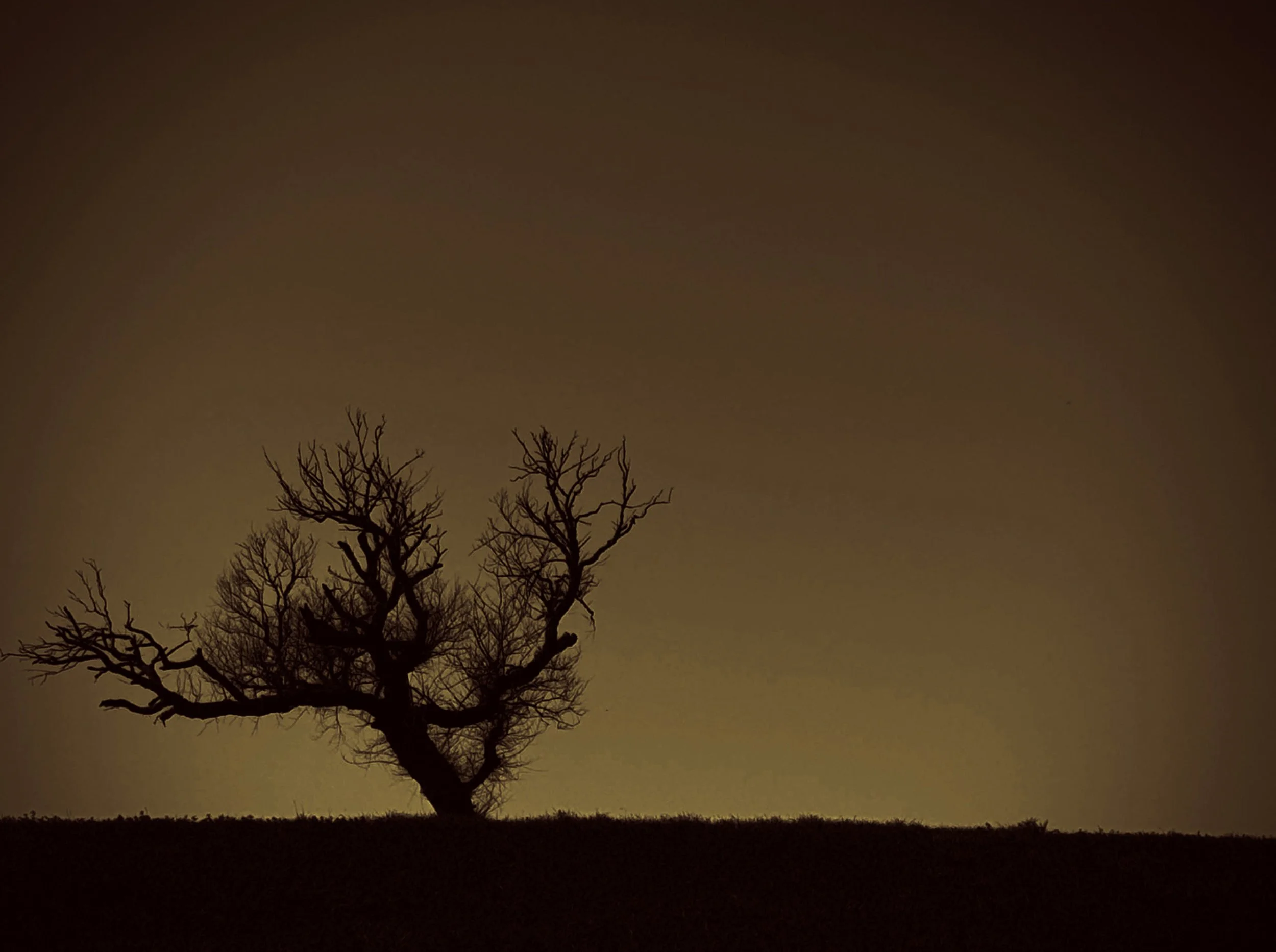 blackland divide tree background