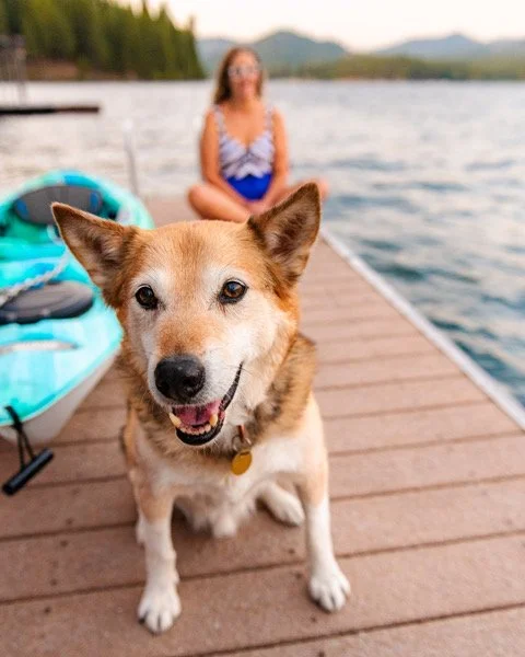 A smiling dog with a woman sitting by a lake in the background, on a wooden dock, with a kayak beside them.