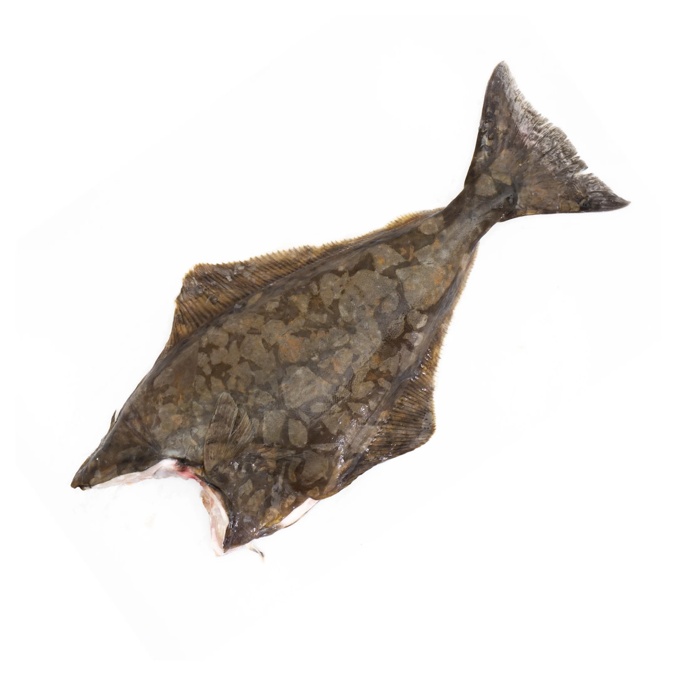 Atlantic Halibut Whole.jpg