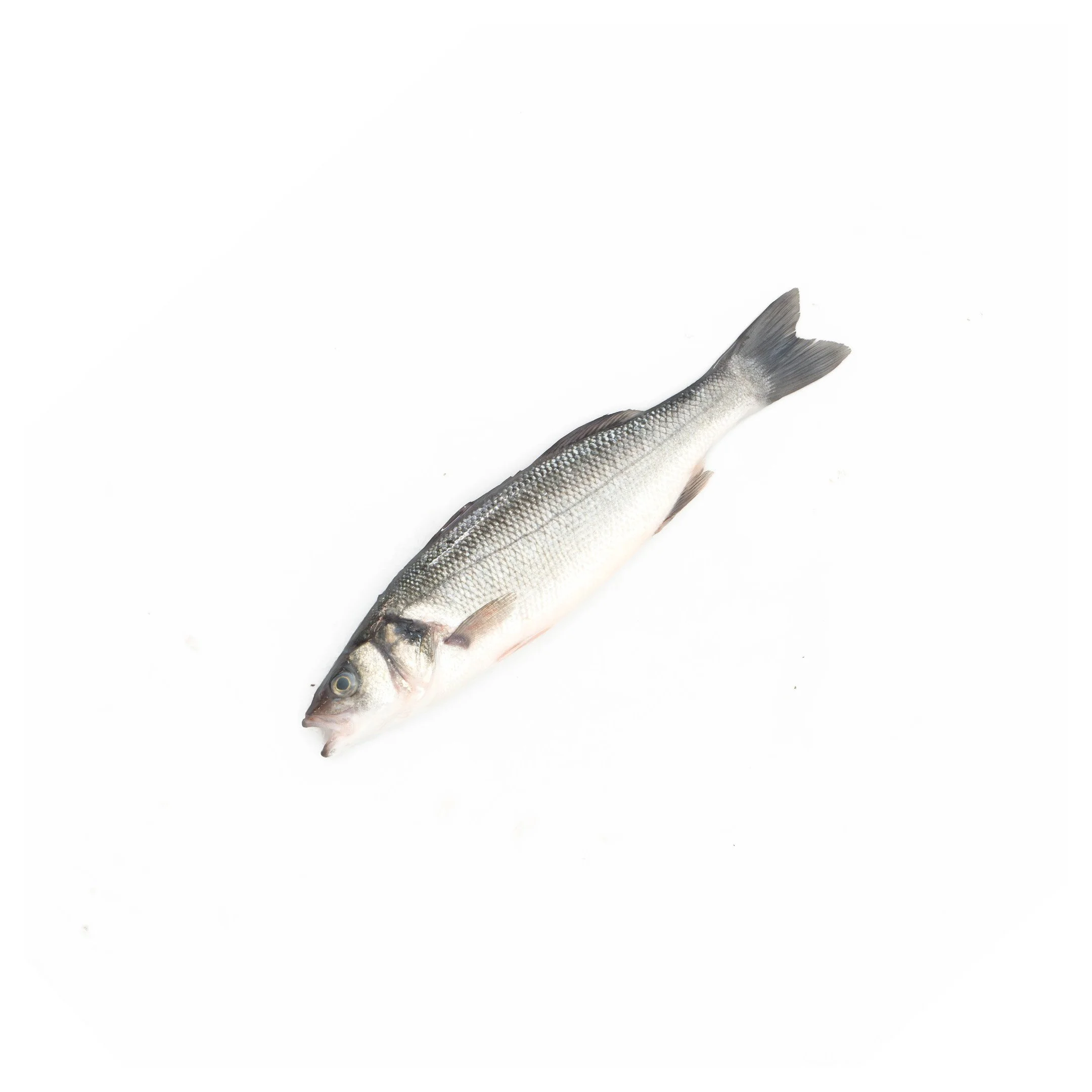 Seabass Whole.jpg