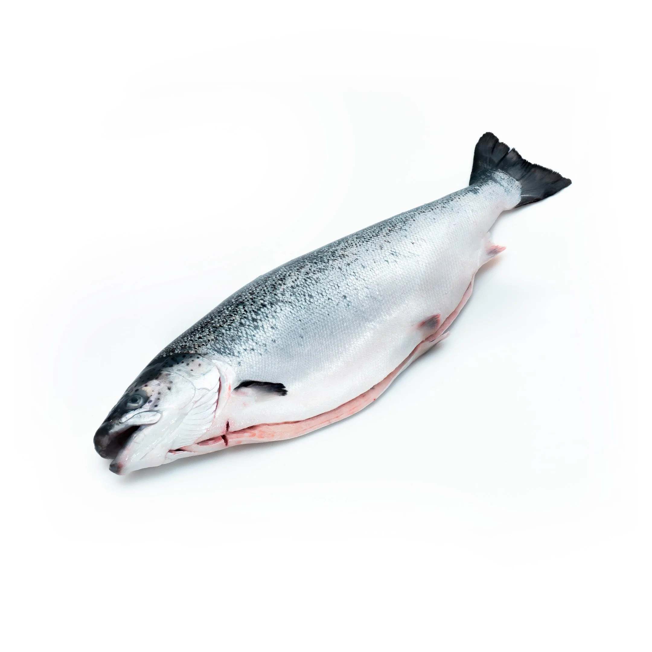 Salmon Whole Headed & Gutted.jpg