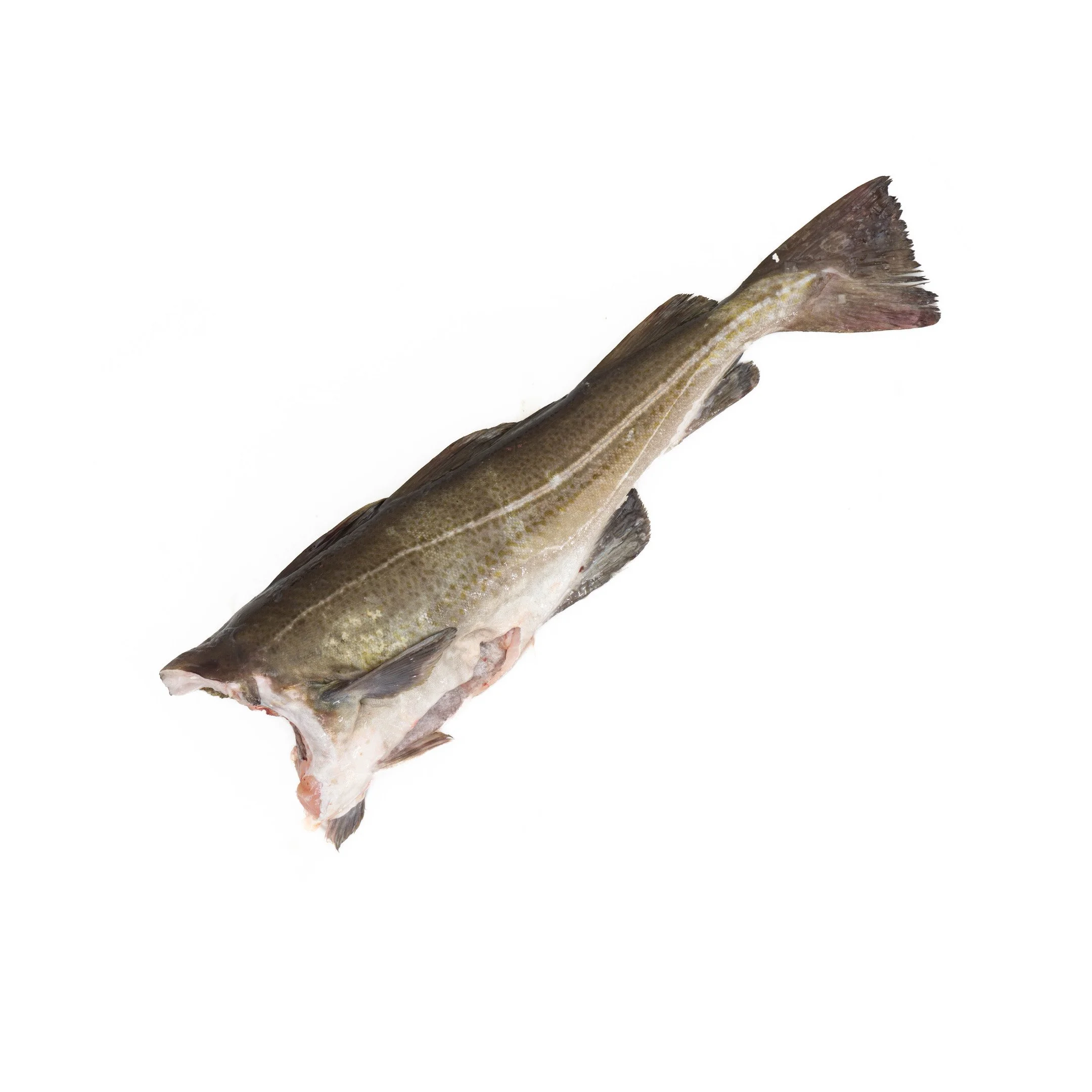 Cod Whole H&G.jpg