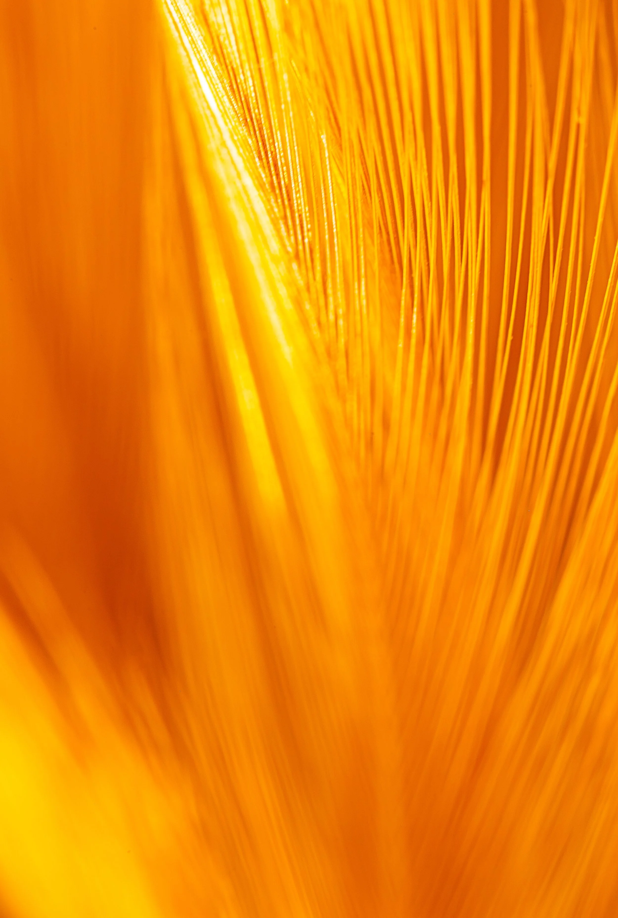 Close-up view of the inside of a yellow pencil with visible wood grain and graphite core.