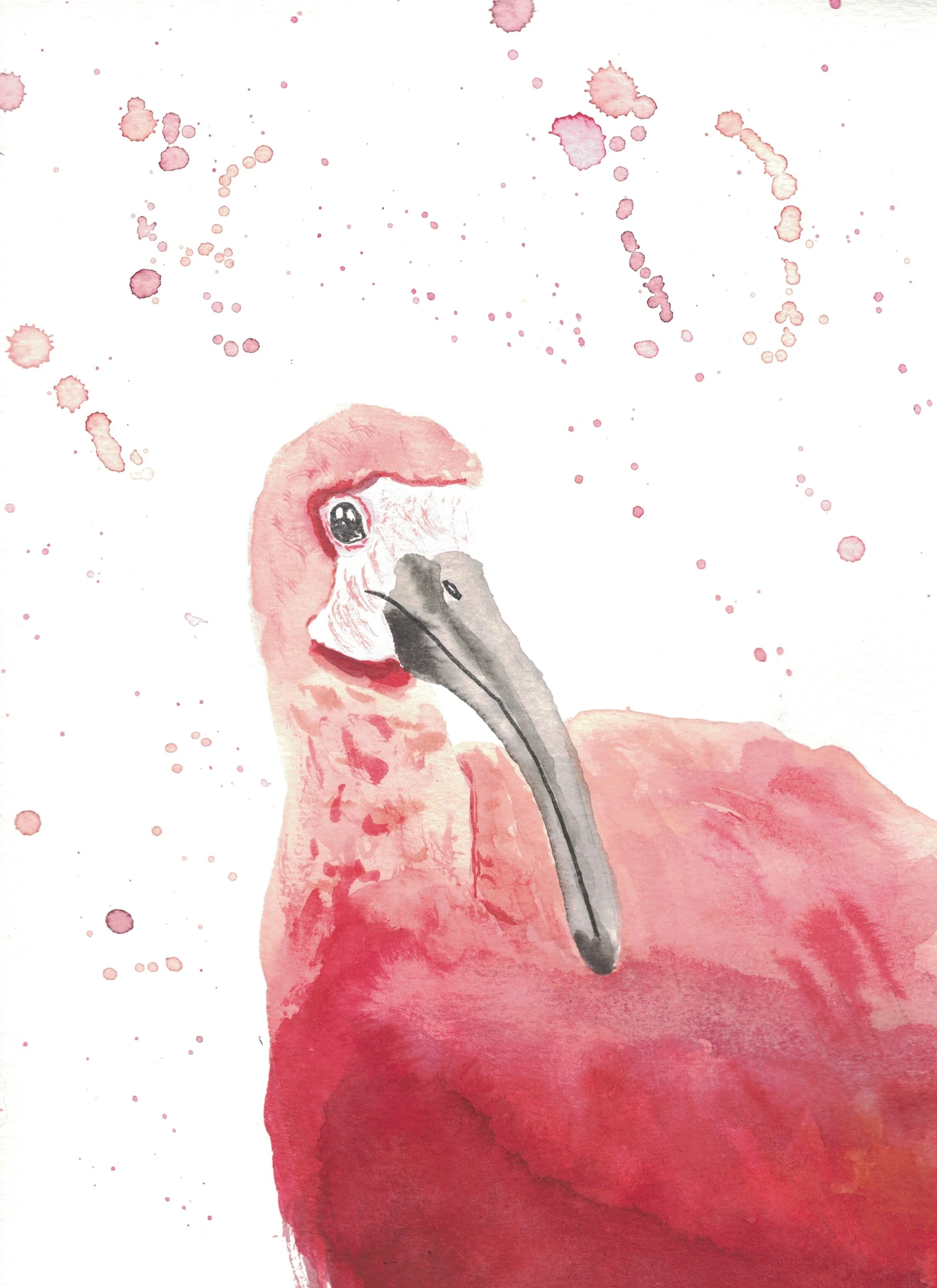 Scarlet Ibis.jpg