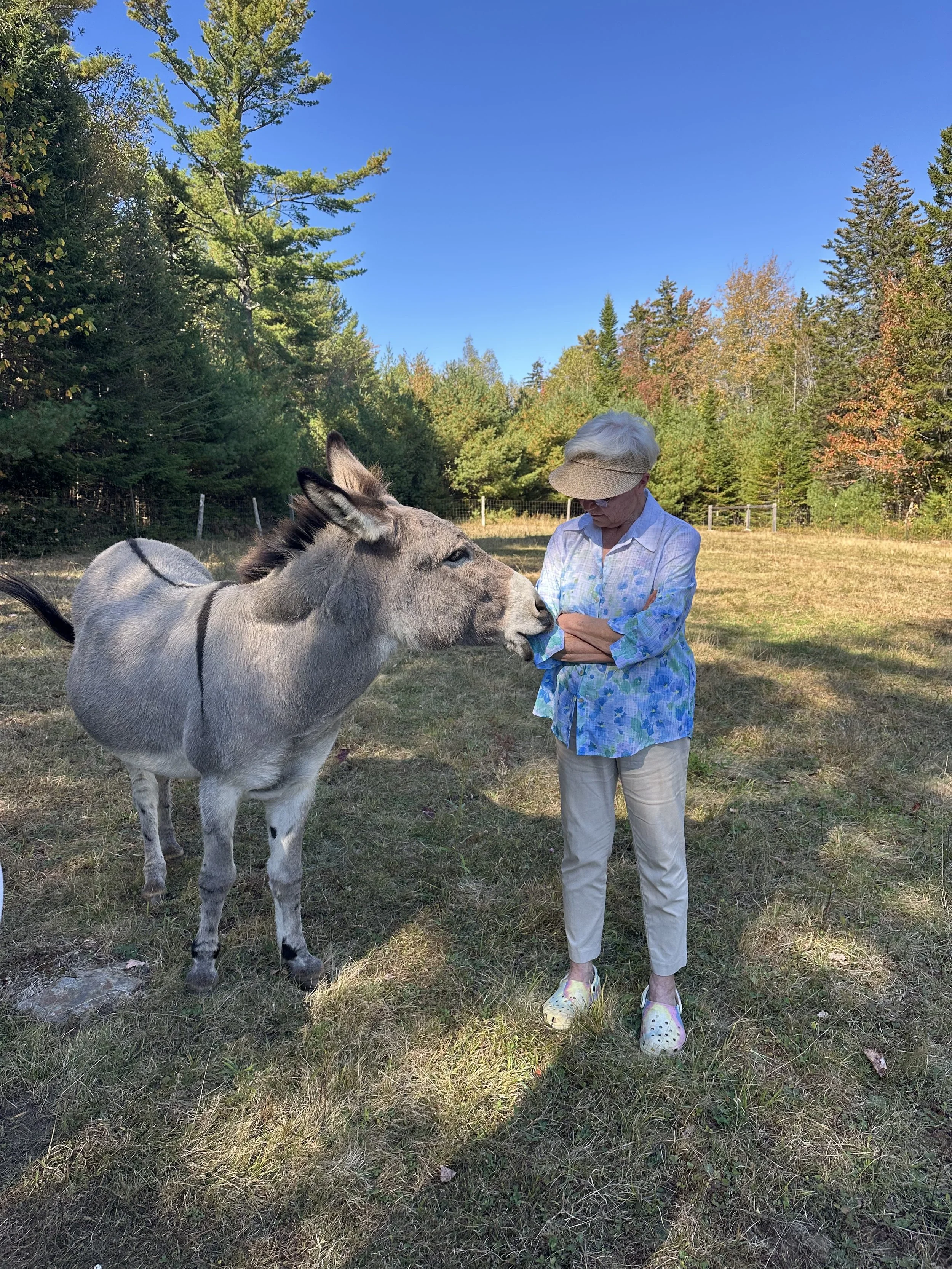 Private Combination Pasture Visit / Donkey Walk