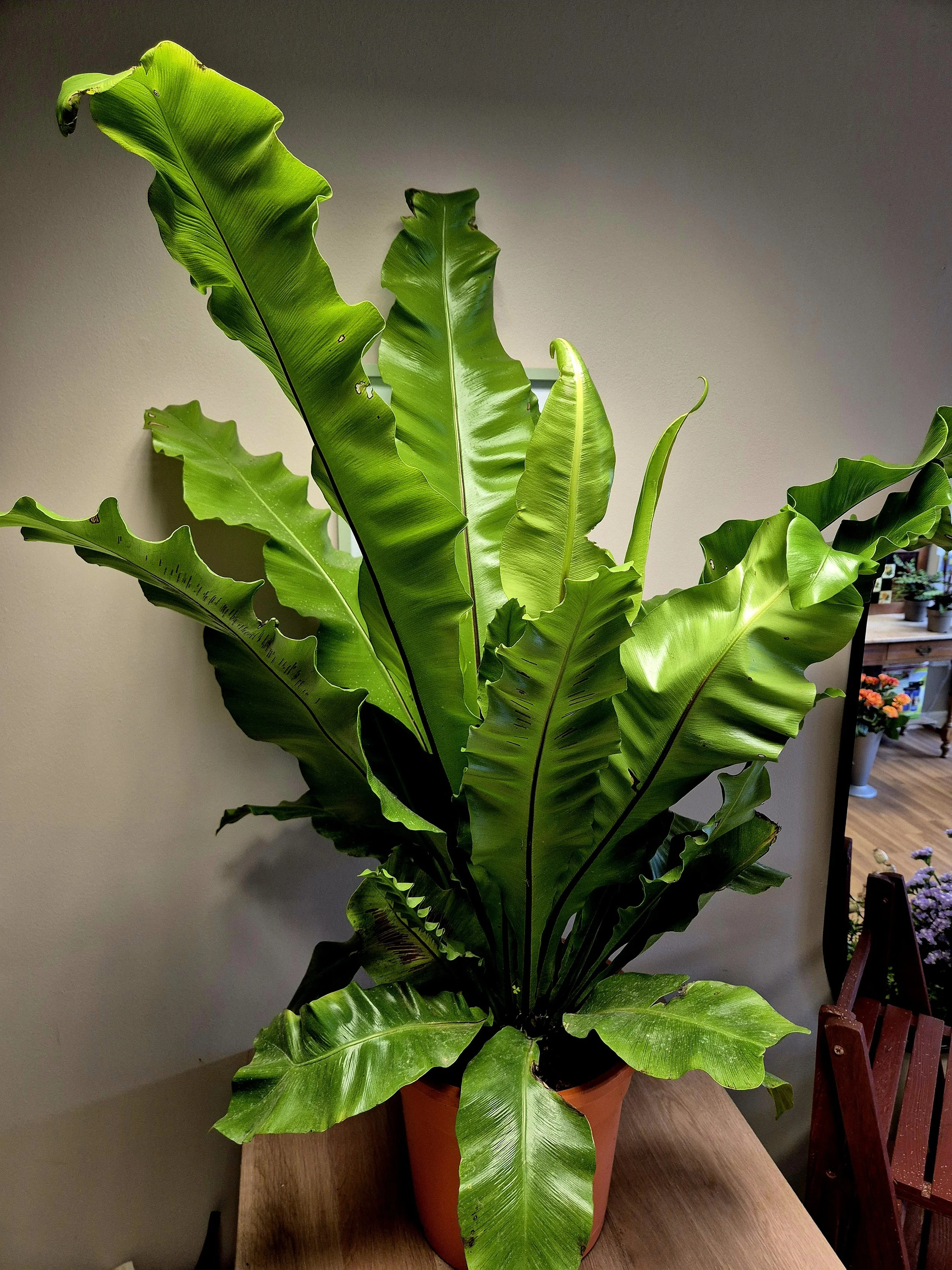 Bird's Nest Fern Asplenium Nidus large tropical houseplant in Hednesford Staffordshire