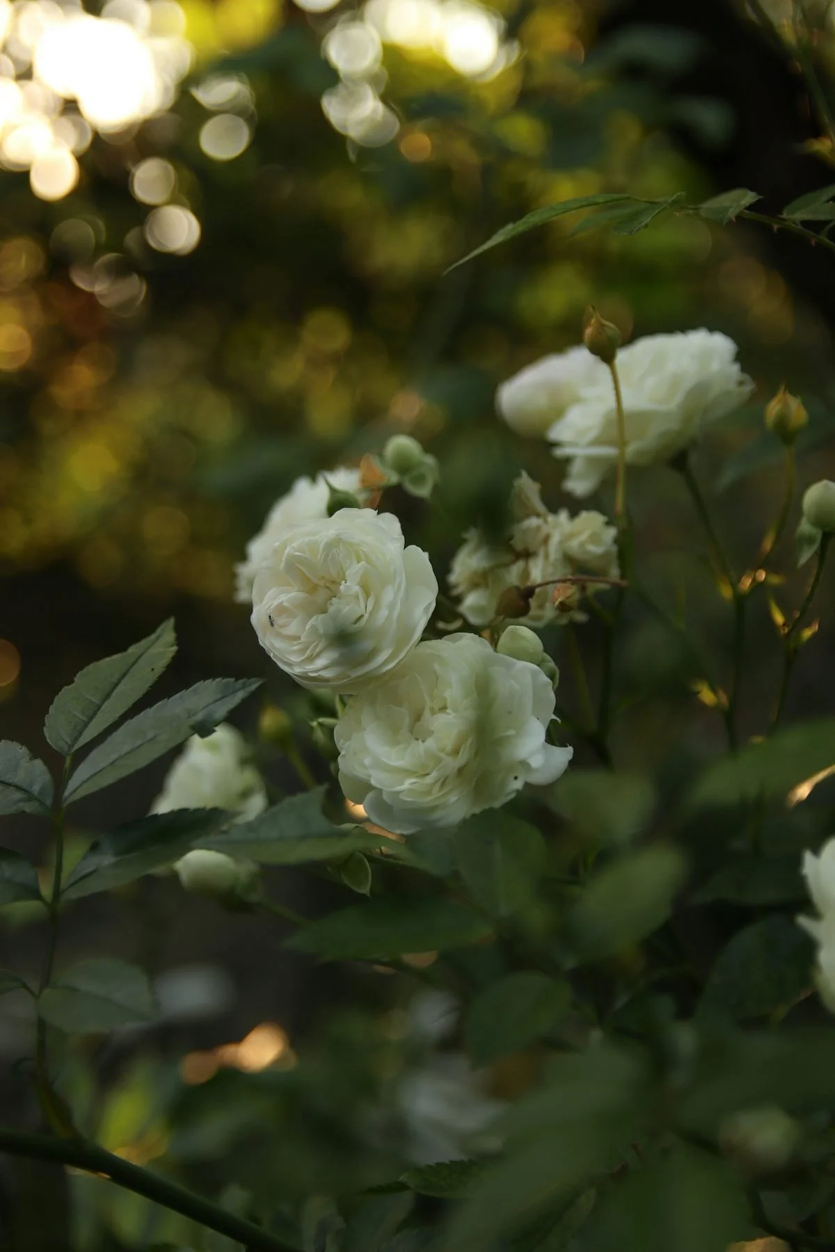 Soft white garden roses glowing in dappled evening light, gently emerging from dark green foliage in a natural garden setting.