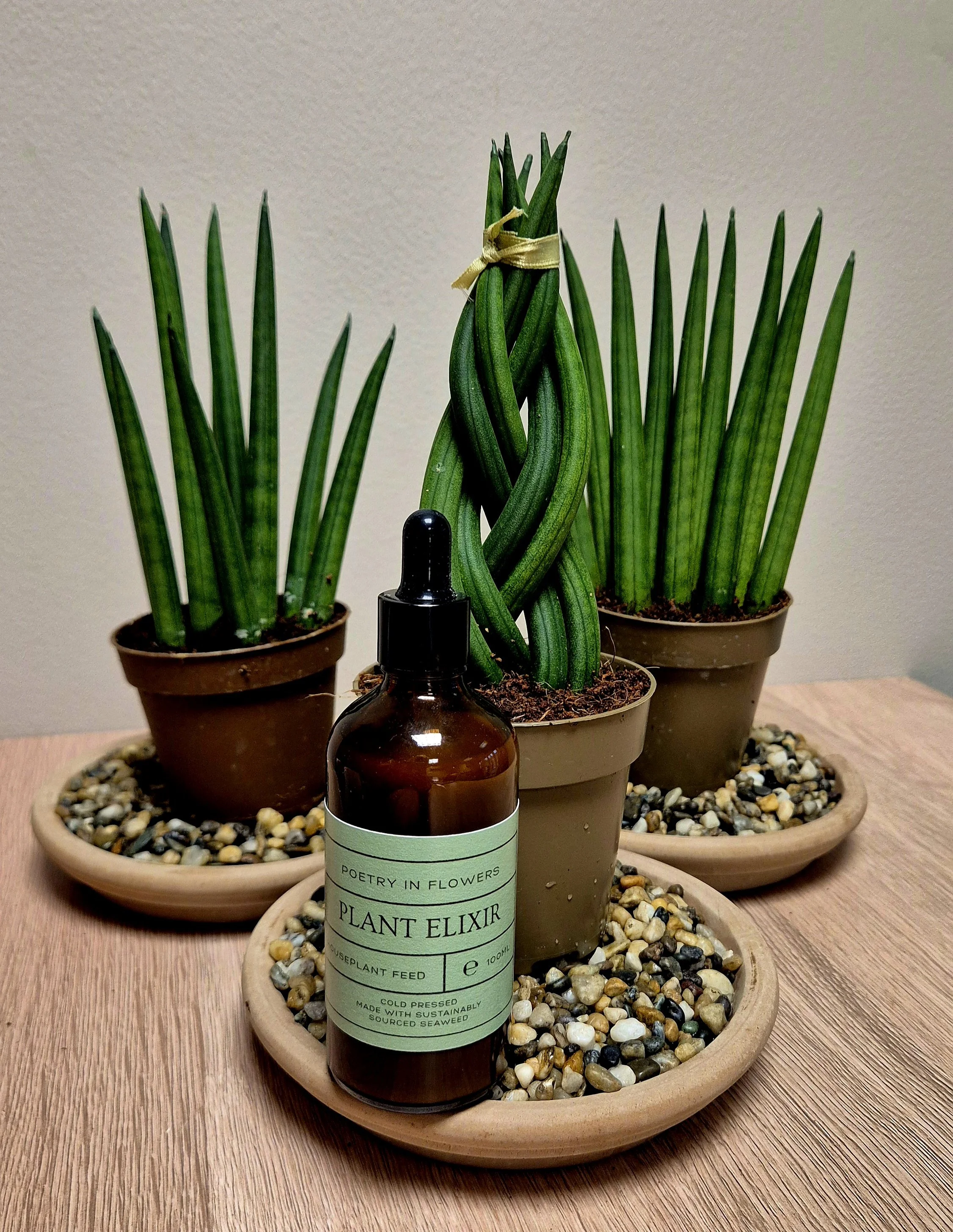 Snake plant bundle with Sansevieria plants humidity bowls and plant elixir hednesford