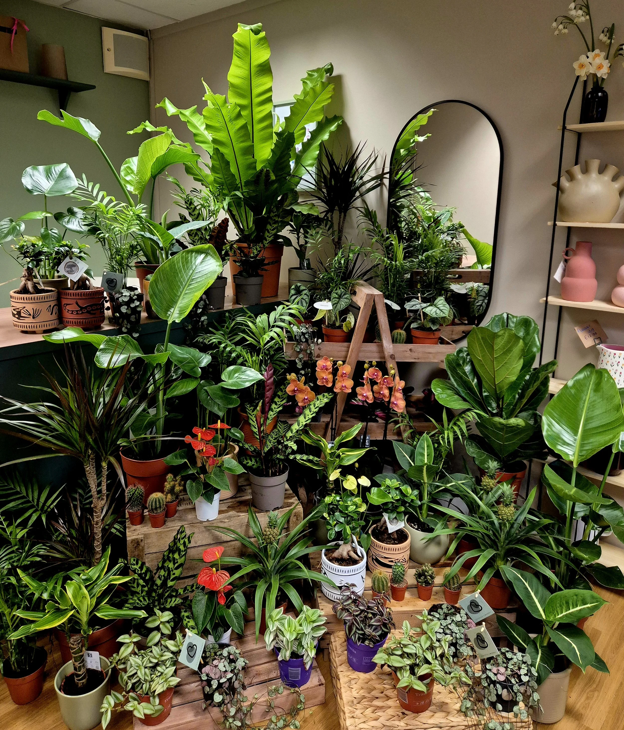Curated indoor houseplants display with lush green foliage and natural styling in Hednesford Staffordshire by Poetry in Flowers