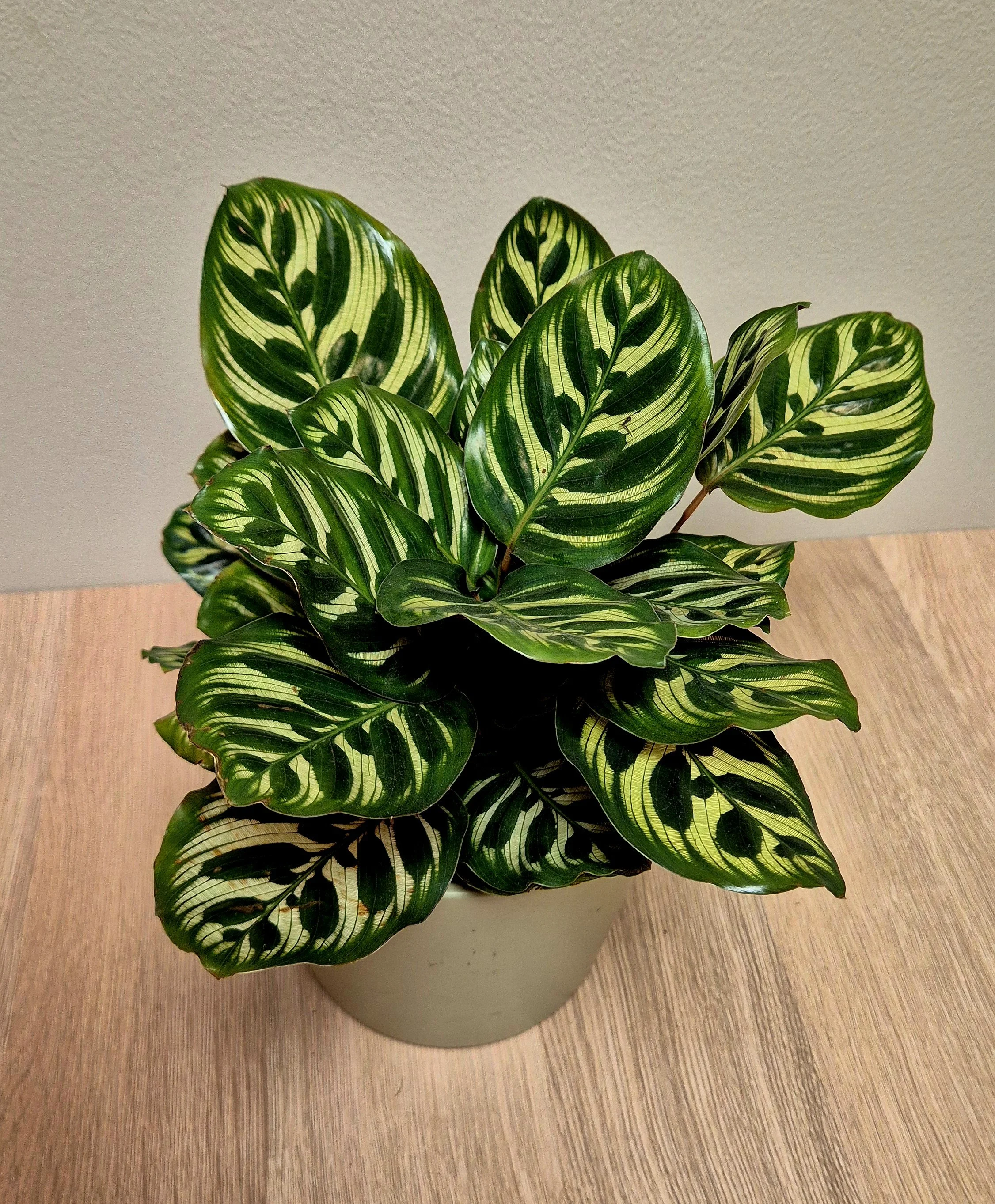 Calathea Makoyana peacock plants with patterned green leaves indoor houseplant in Hednesford Staffordshire.