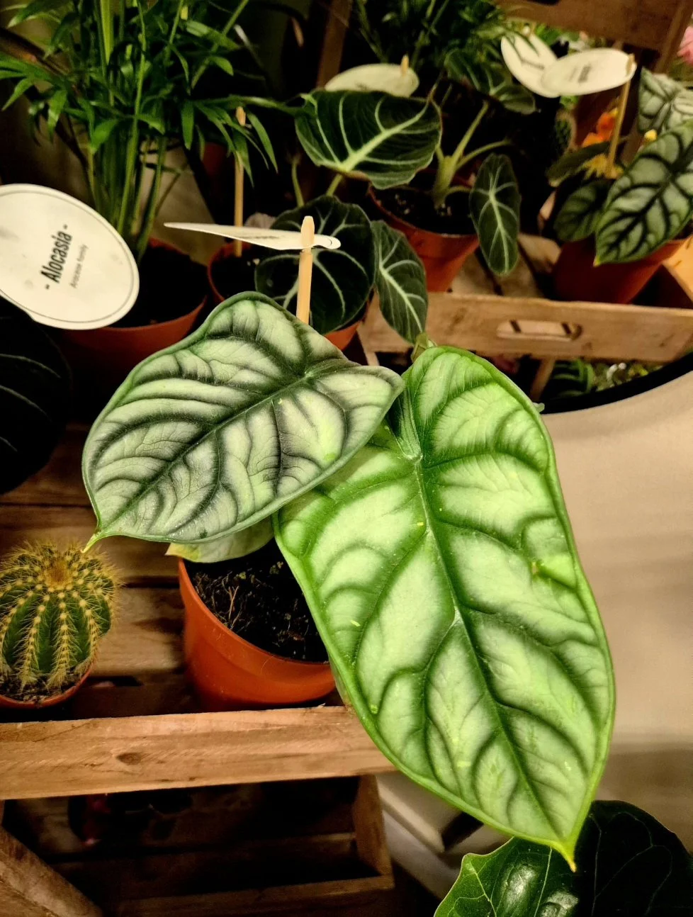Alocasia Silver Dragon rare houseplant with silver veined leaves in Hednesford Staffordshire.