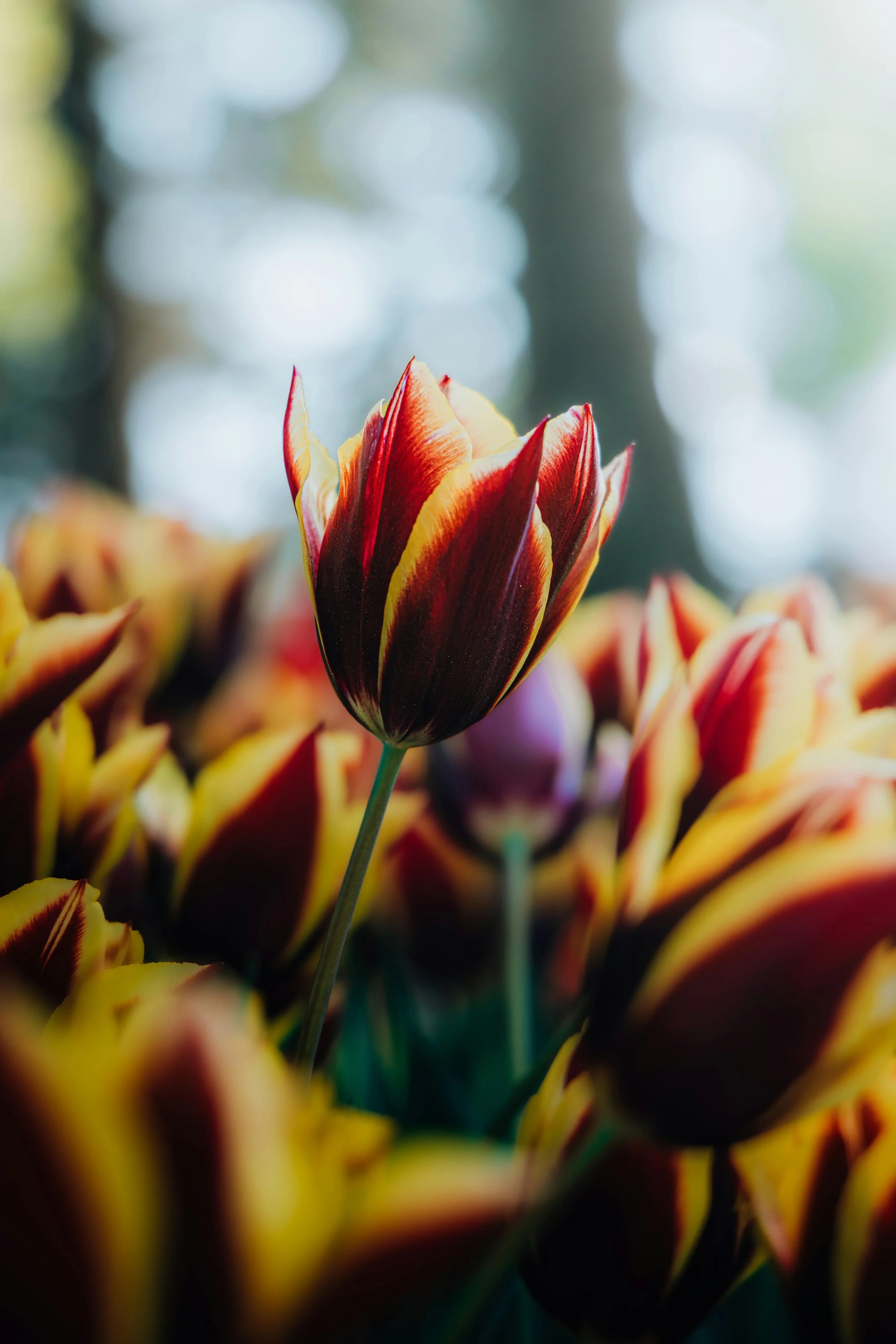 A single red and yellow tulip rising above a field of blurred blooms.