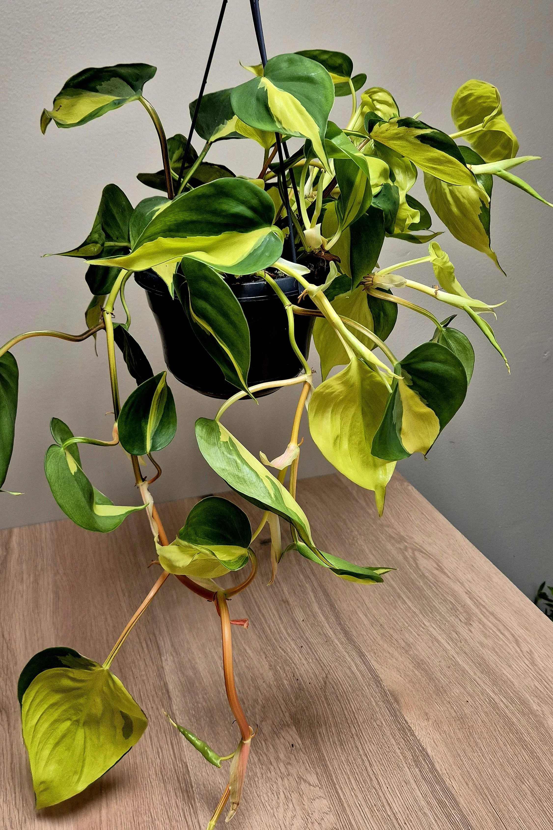 Philodendron Basil trailing houseplant with green and yellow variegated leaves in Hednesford Staffordshire