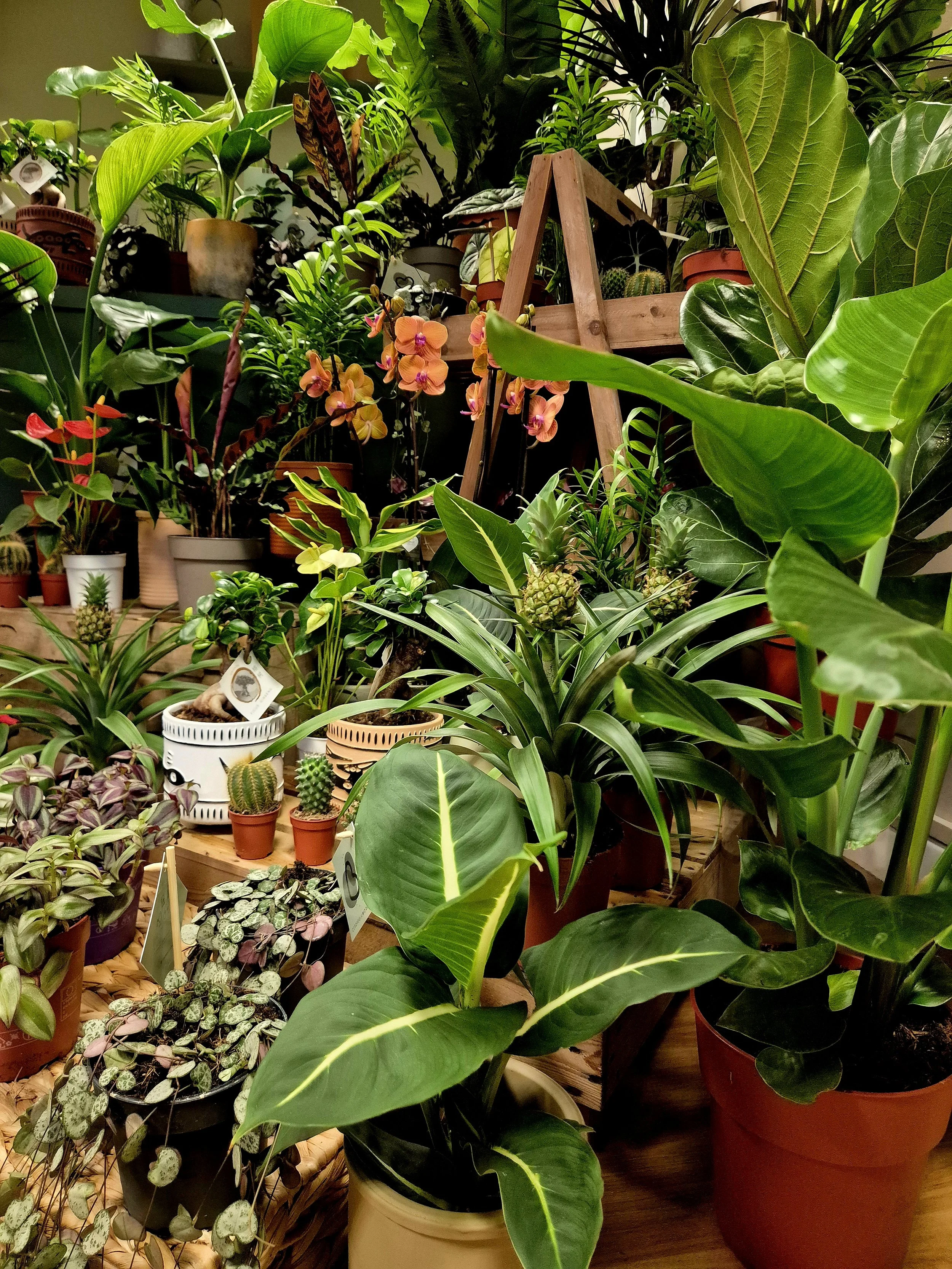 Abundanct collection of indoor plants with layered greenery and textures in Hednesford Staffordshire by Poetry in Flowers