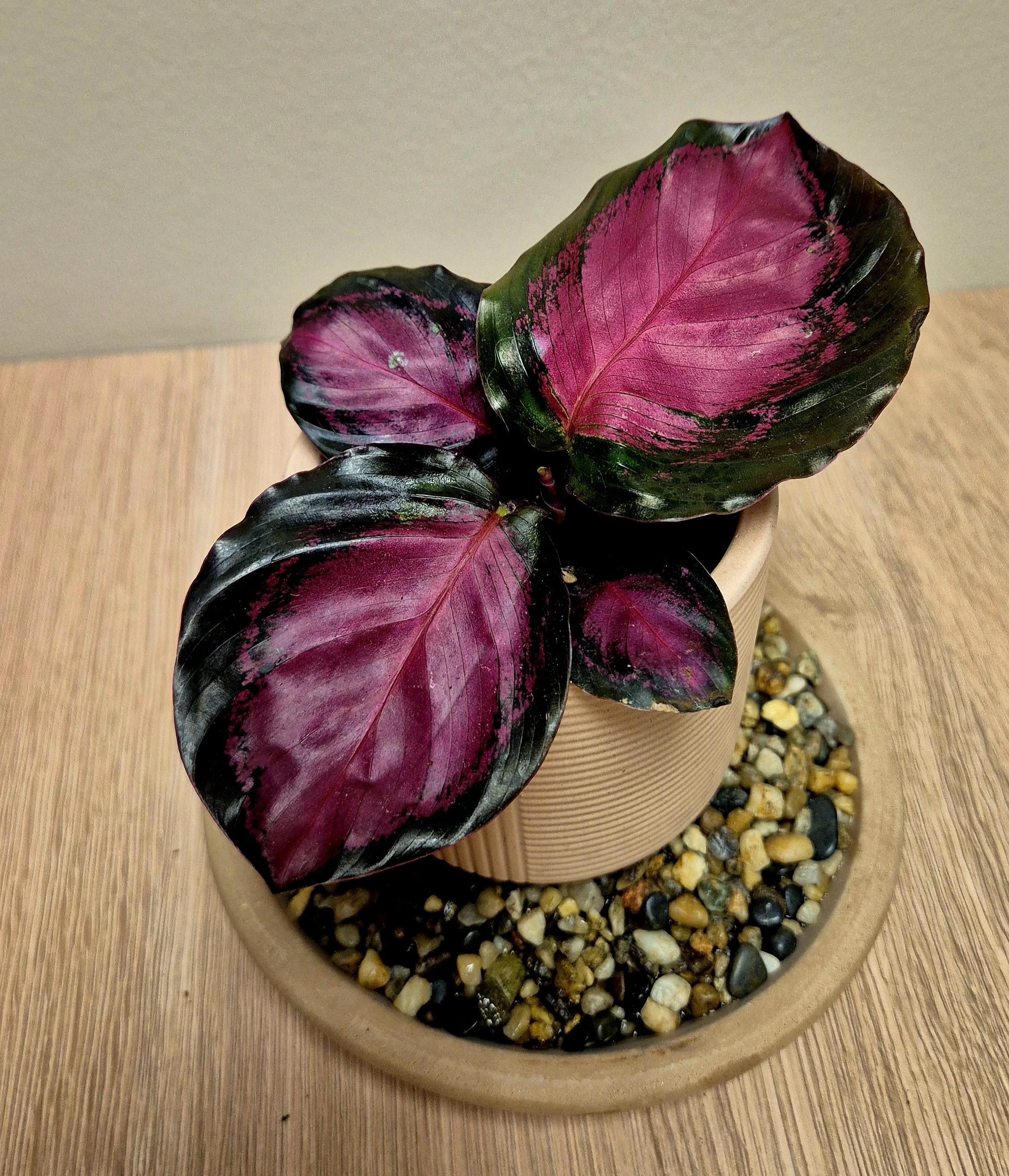 Calathea Mysty Red houseplant with deep burgundy and pink foliage indoor plant in Hednesford Staffordshire