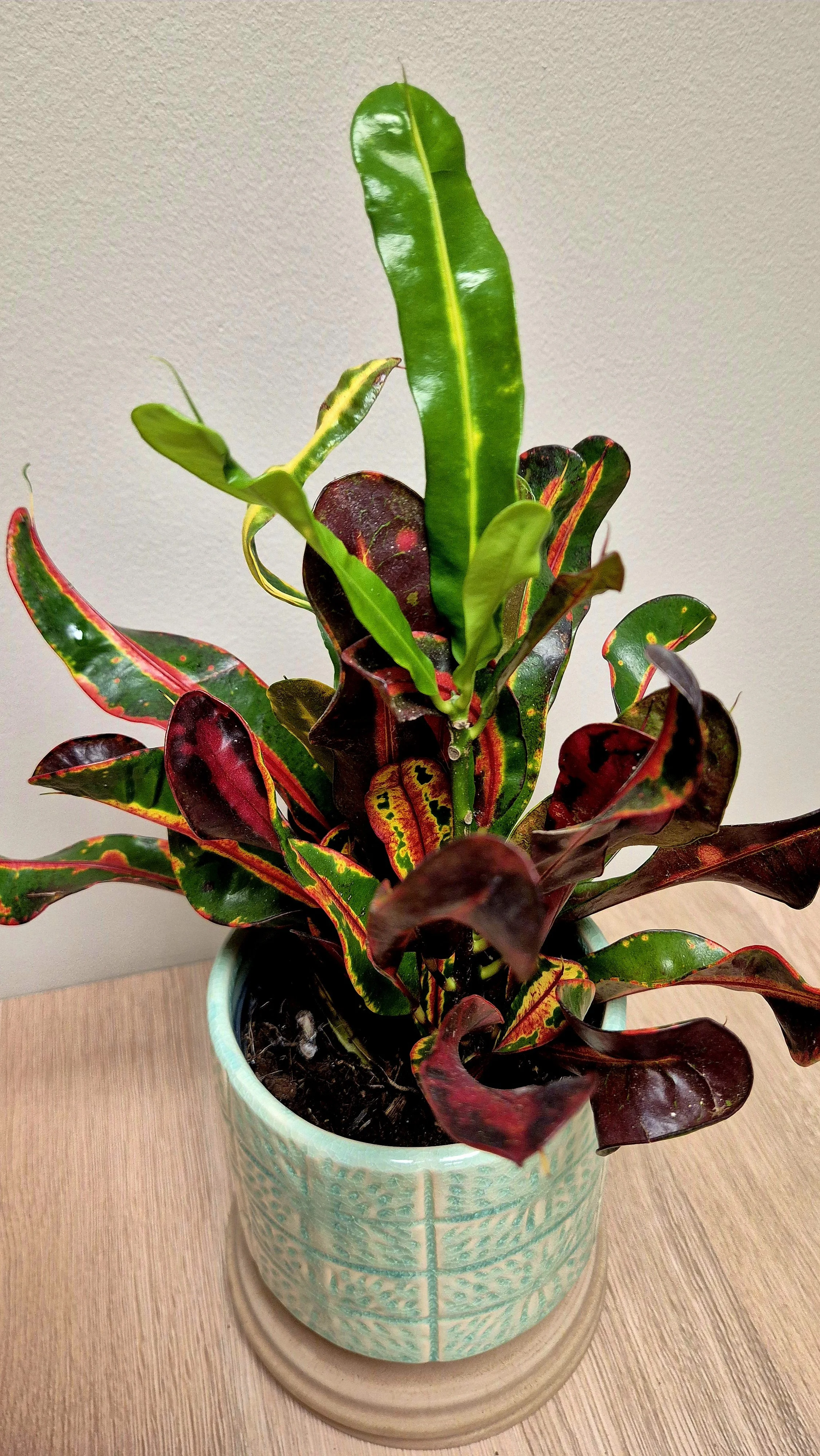 Croton Joseph's Coat Tropical houseplant with red, yellow and green variegated leaves in Hednesford Staffordshire