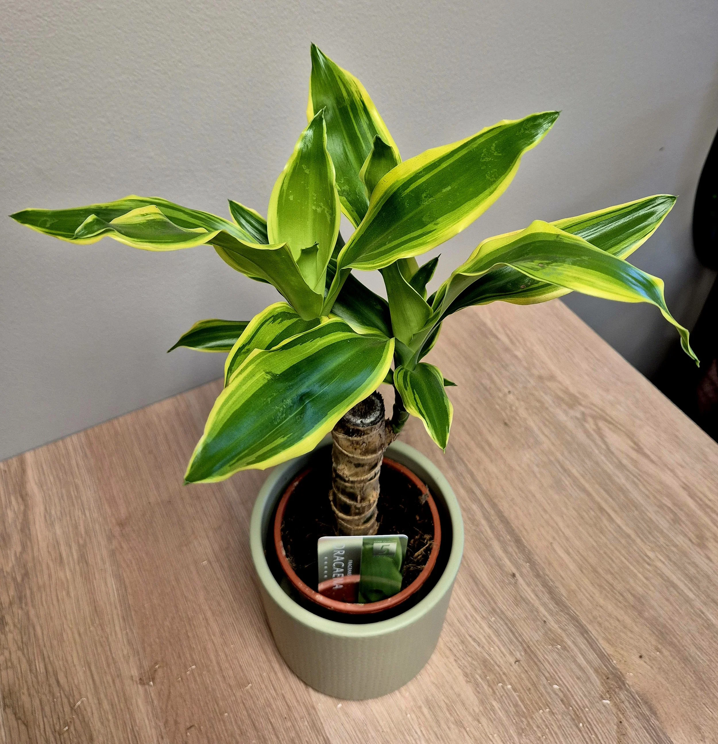 Dracaena lemon lime houseplant with green and yellow striped leaves in a ceramic pot on wooden surface.
