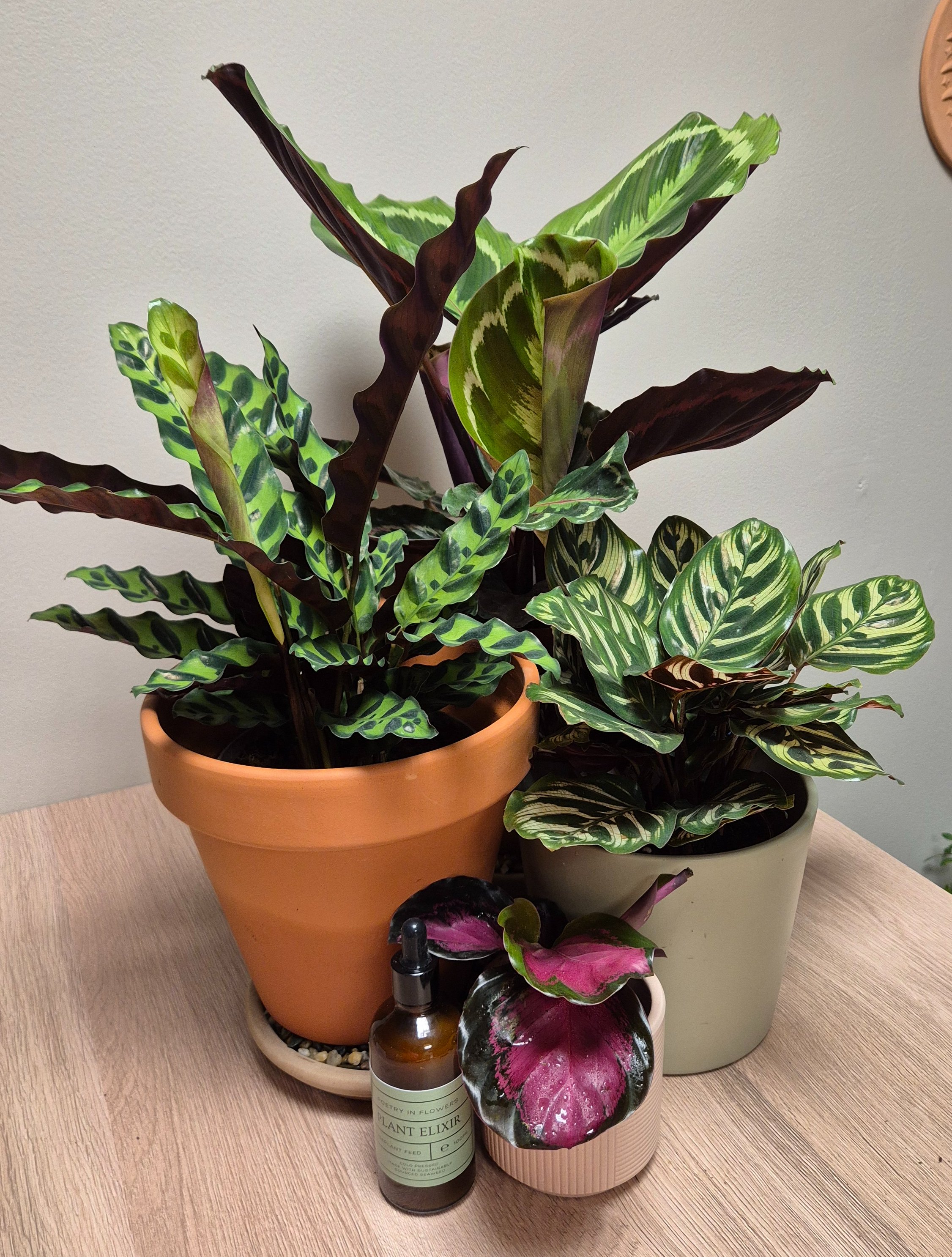 Calathea houseplant collection with humidity bowls and plant elixir indoor plants Hednesford Staffordshire