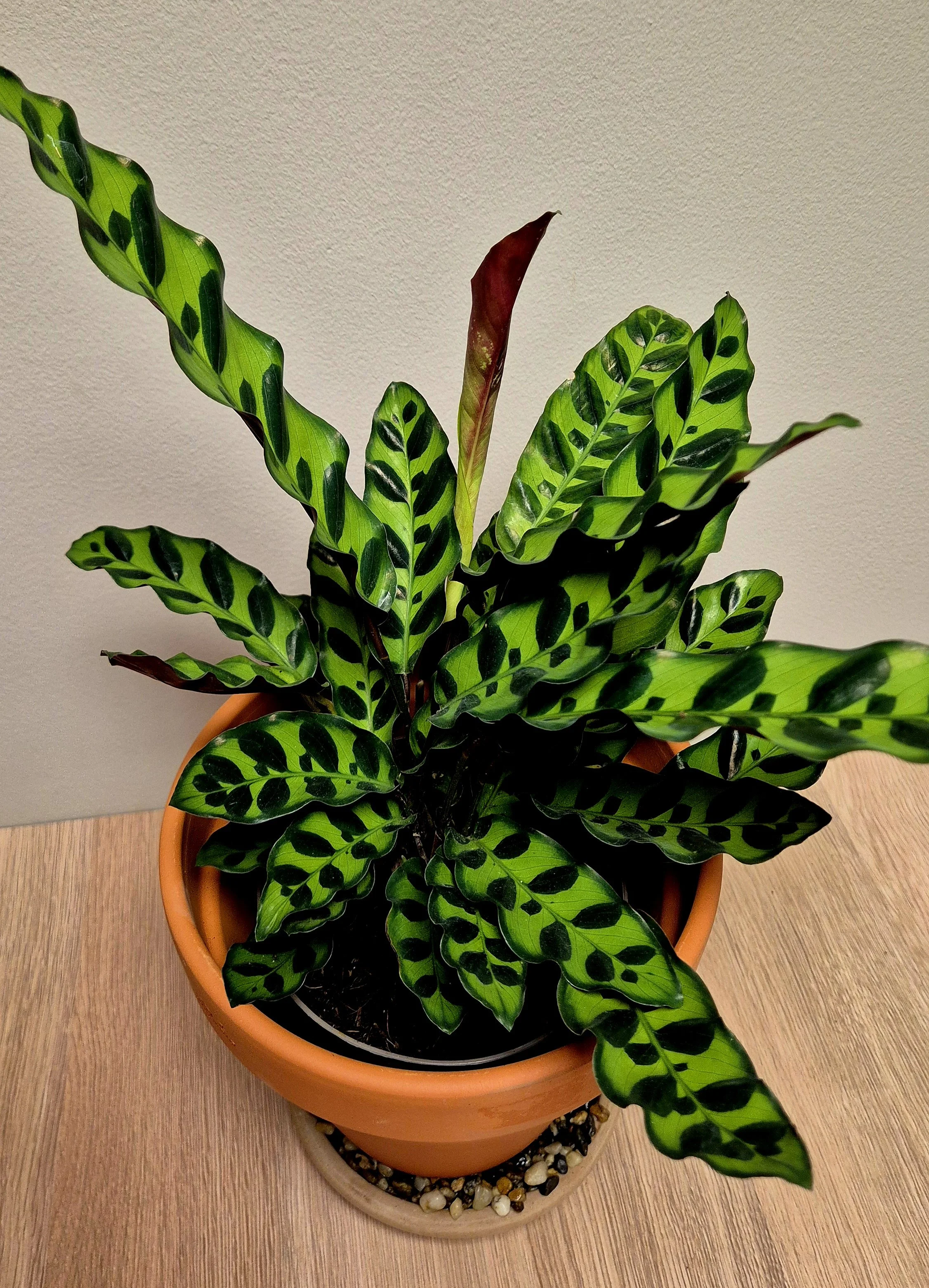 Calathea Rattlesnake tropical houseplant with long patterned green leaves in Hednesford Staffordshire