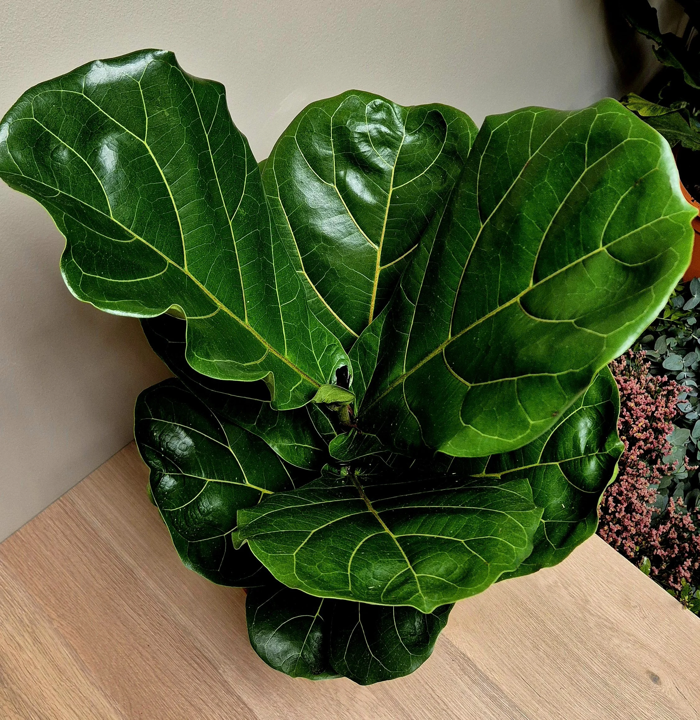 Ficus Lyrata fiddle leaf fig large houseplant in Hednesford Staffordshire