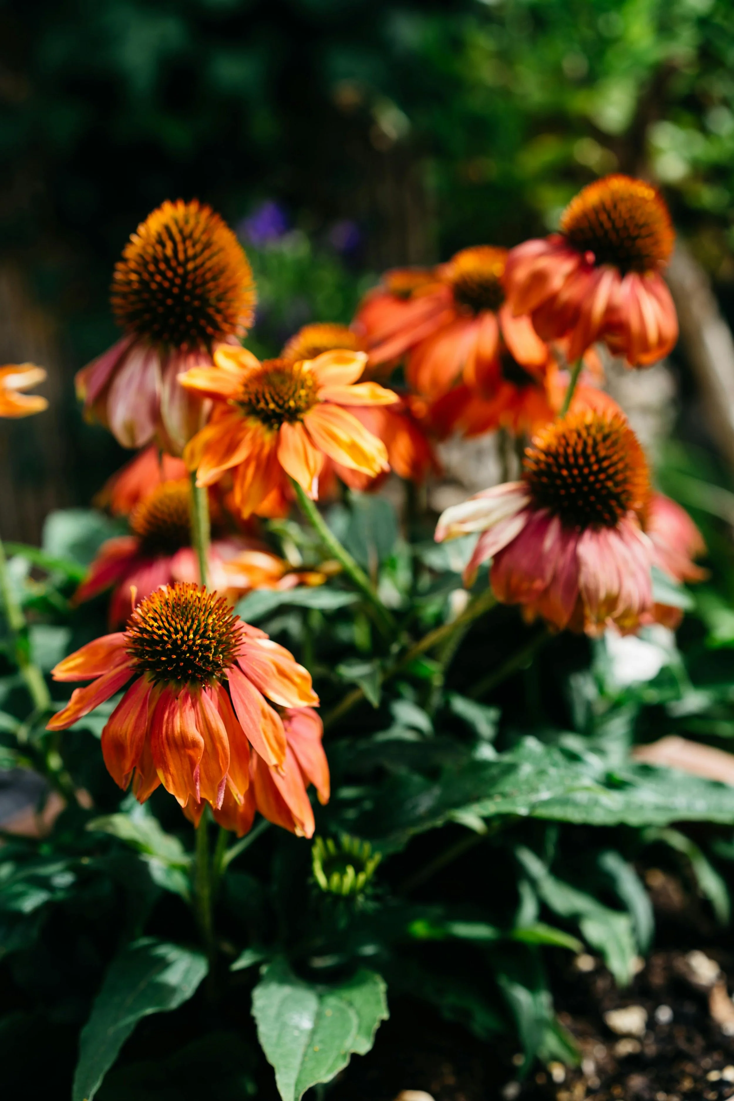 Orange echinacea flowers growing in a garden, inspired by seasonal and sustainable floristry.