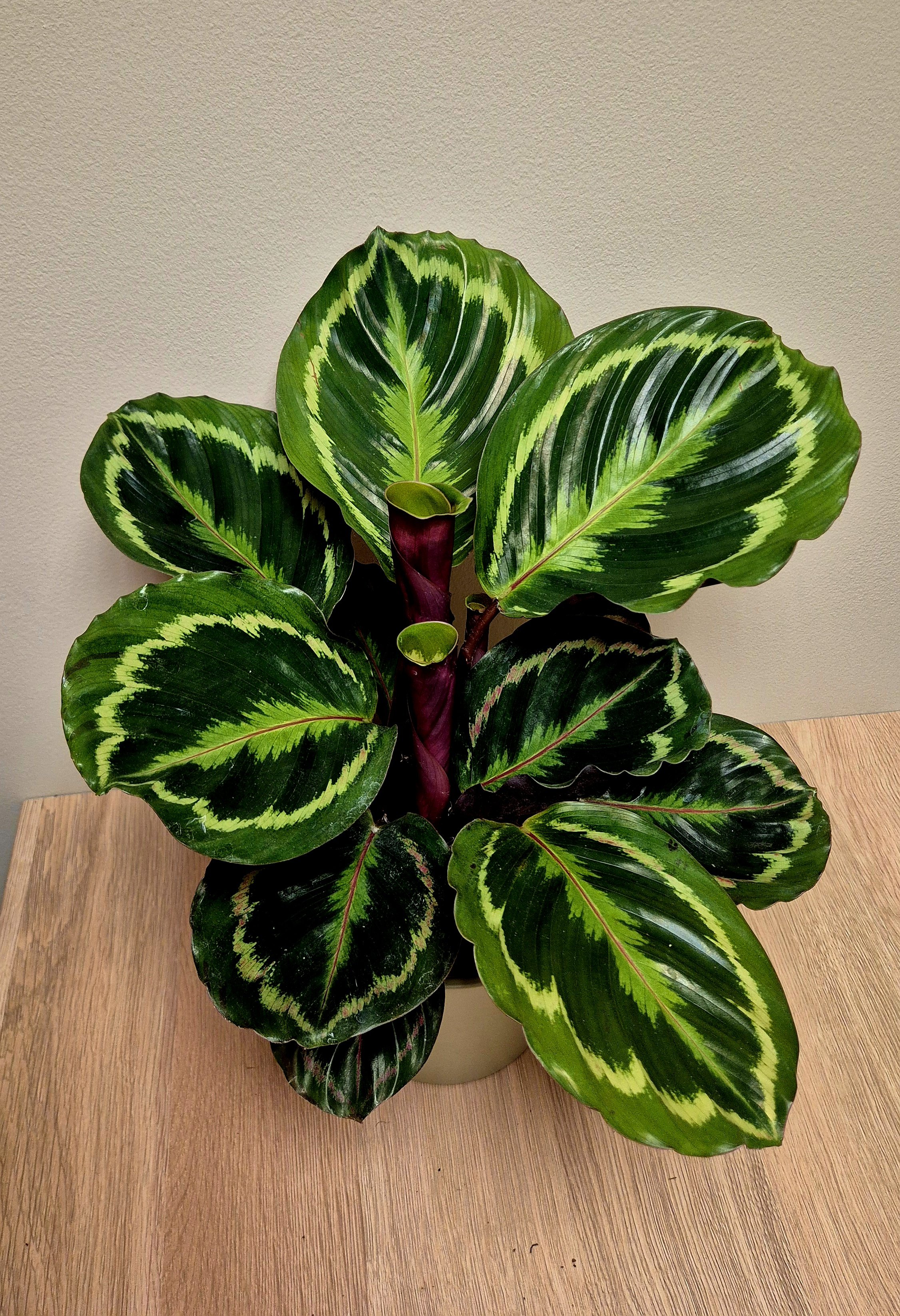 Calathea Medallion tropical houseplant with patterned green and purple leaves in Hednesford Staffordshire