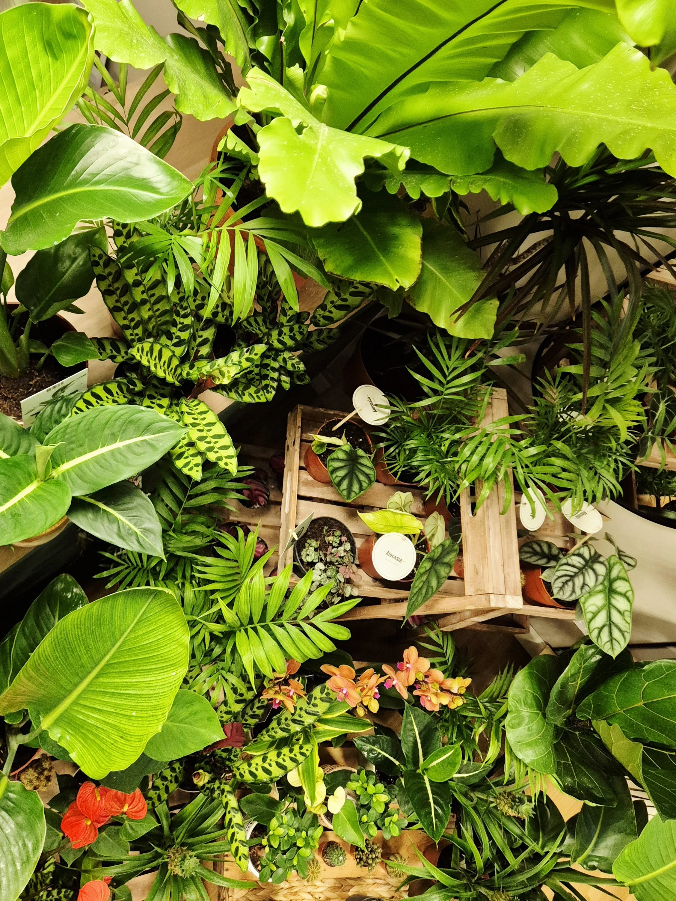 Collection of tropical plants, indoor houseplants with patterned leaves in Hednesford Staffordshire by Poetry in Flowers