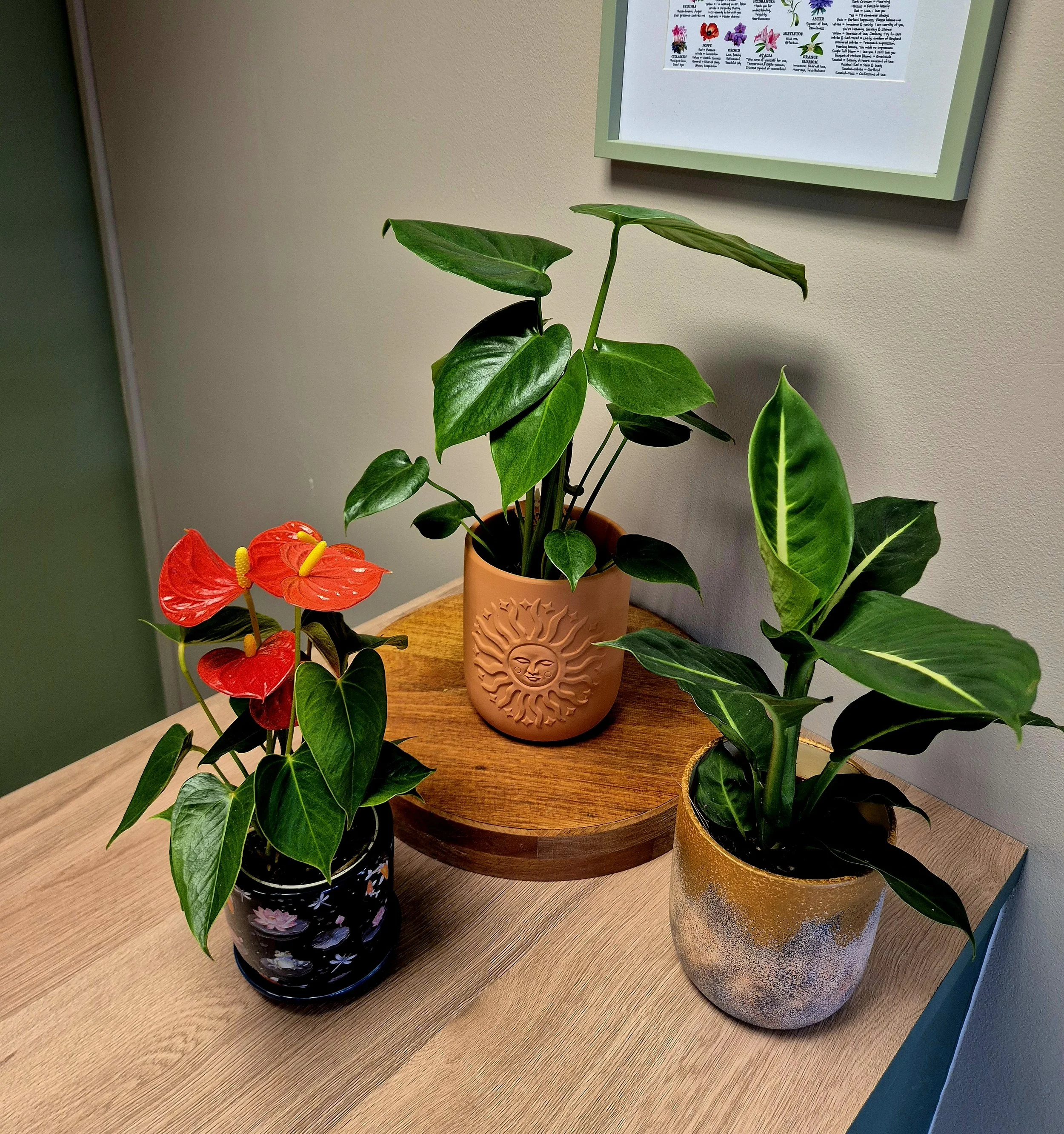 Trio of air-purifying houseplants including Anthurium, Monstera, Dieffenbachia in decorative pots on a wooden table.