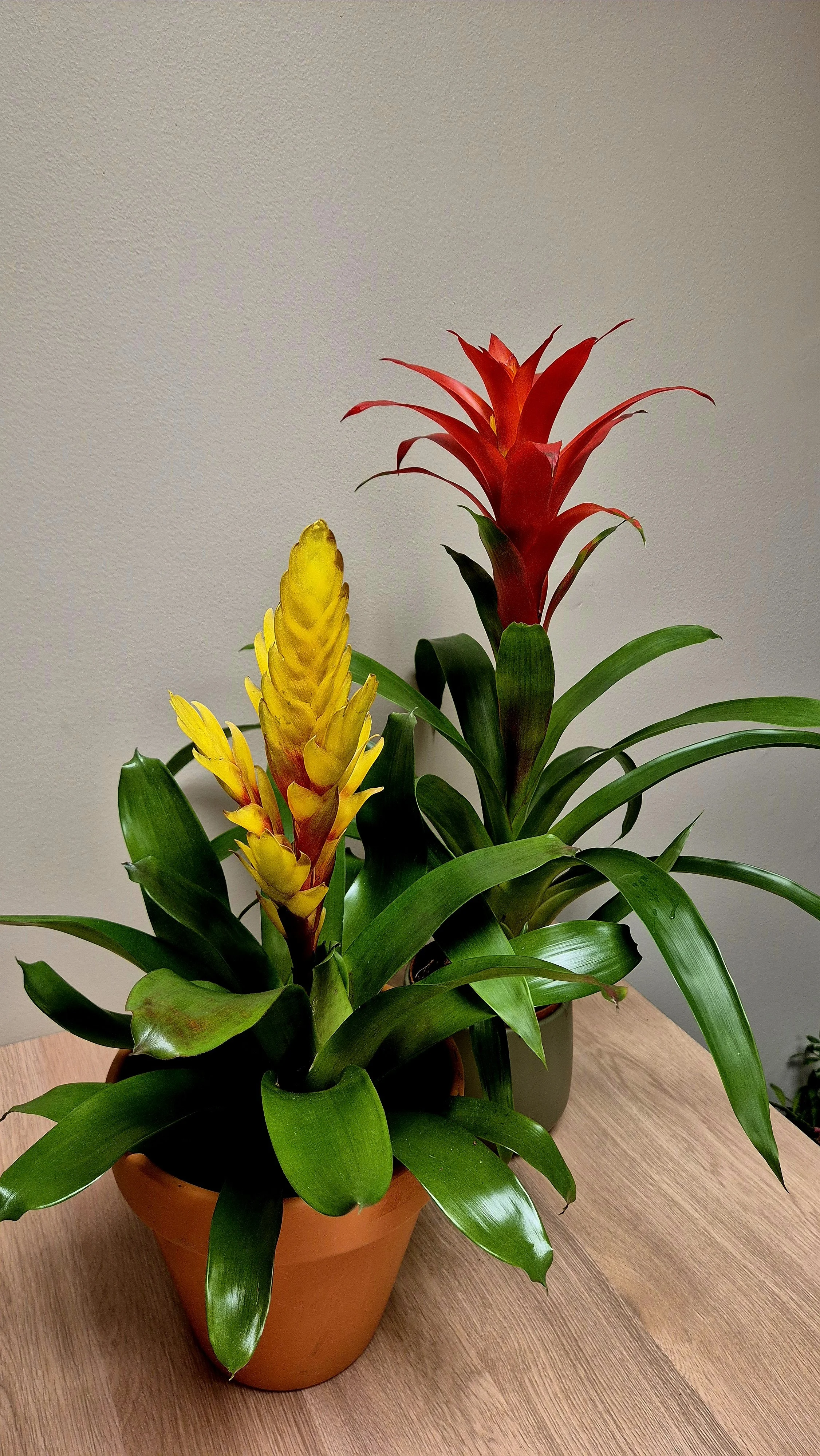 Bromeliad tropical houseplant with bright red and yellow flowers in Hednesford Staffordshire